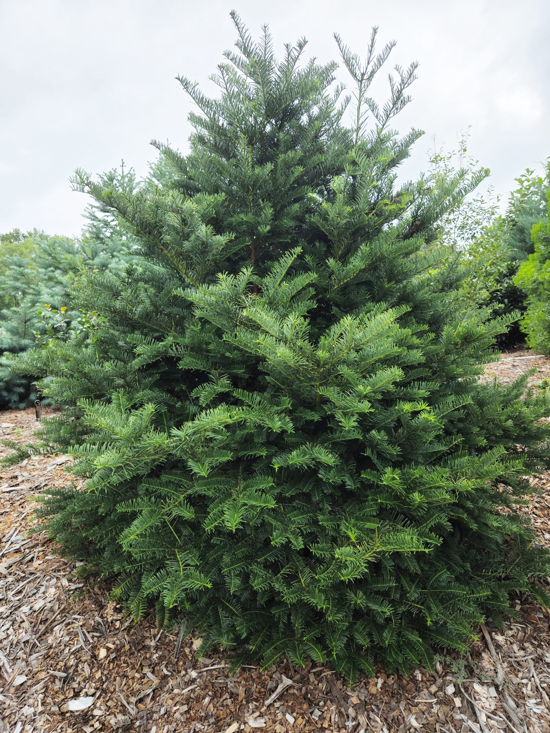 Cephalotaxus harrgintonia ssp. harringtonia