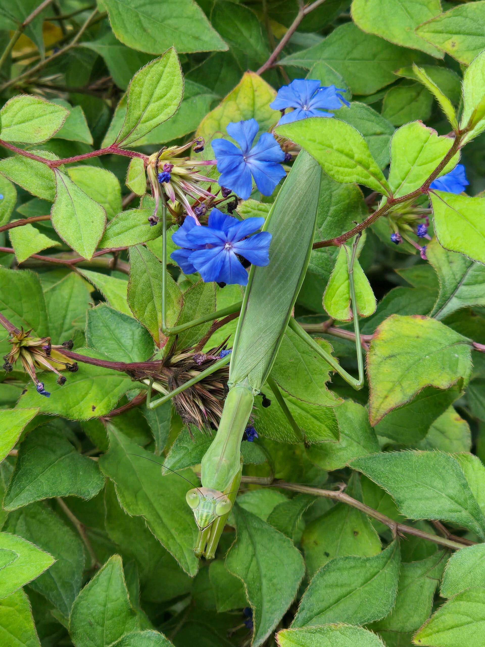 Ceratostigma willmottianum