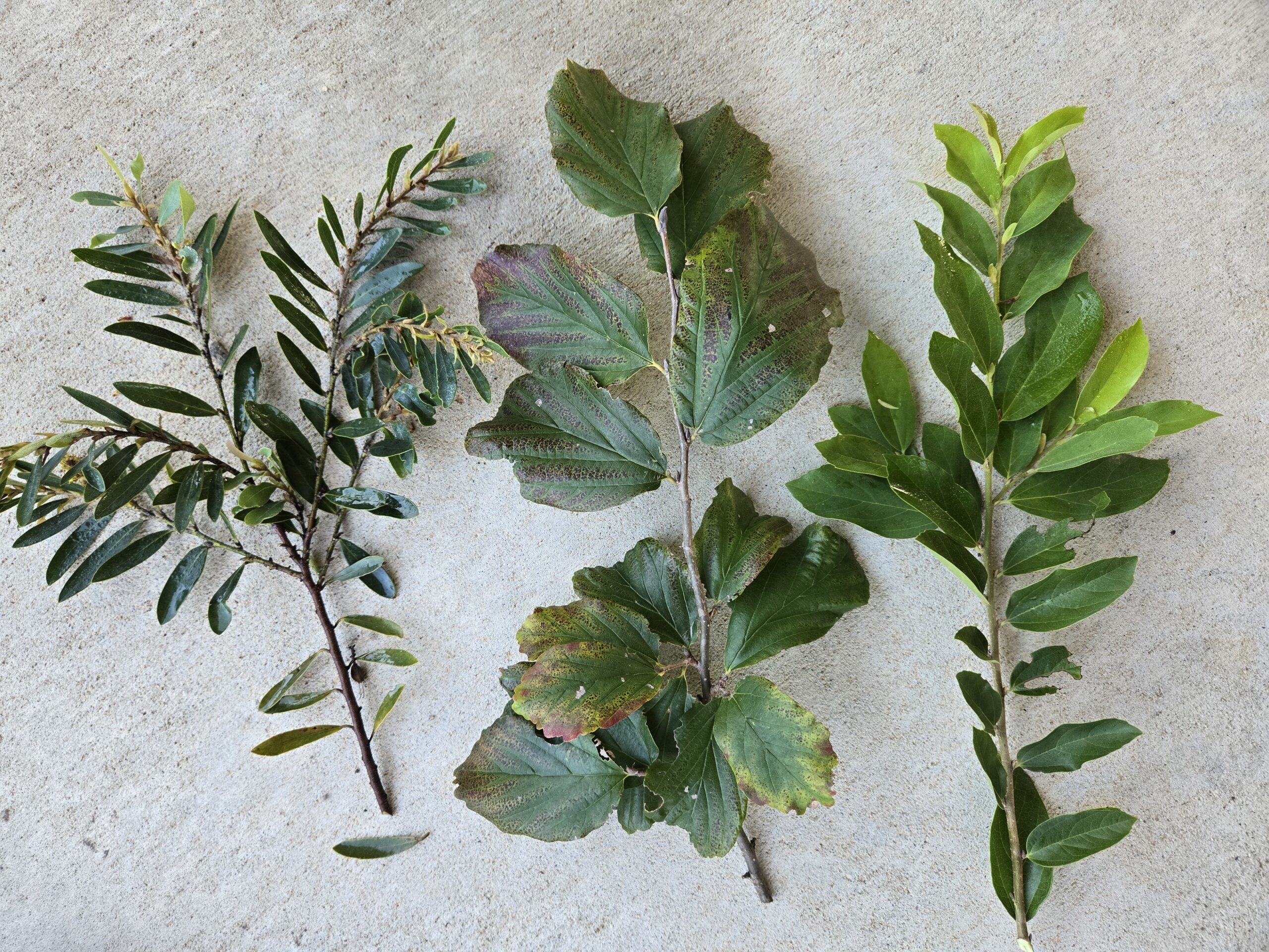 Distyllum myricoides (l), Parrotia persica (c), Distylparrotia (r)