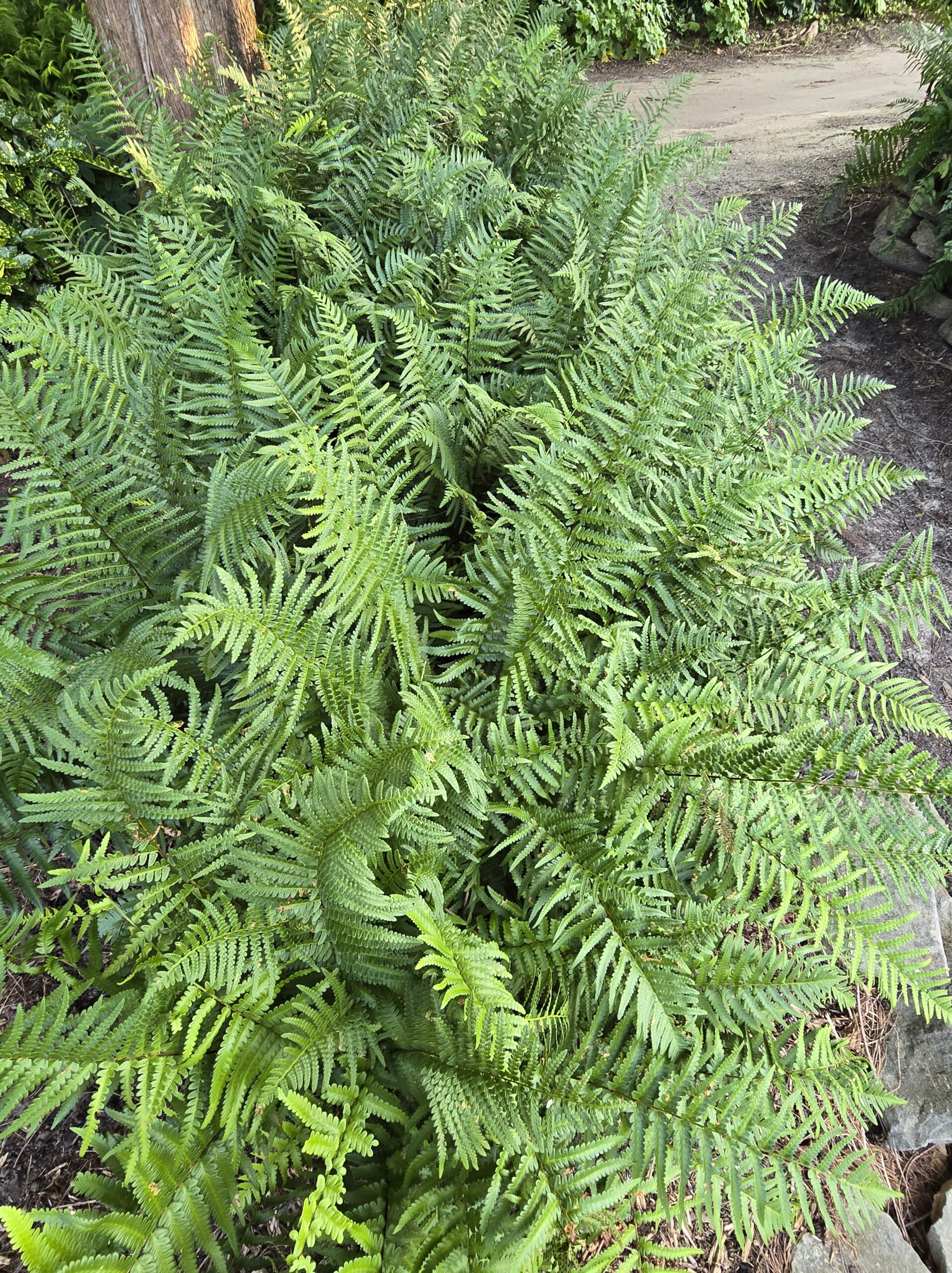 Dryopteris x tokiana 'Fusion'