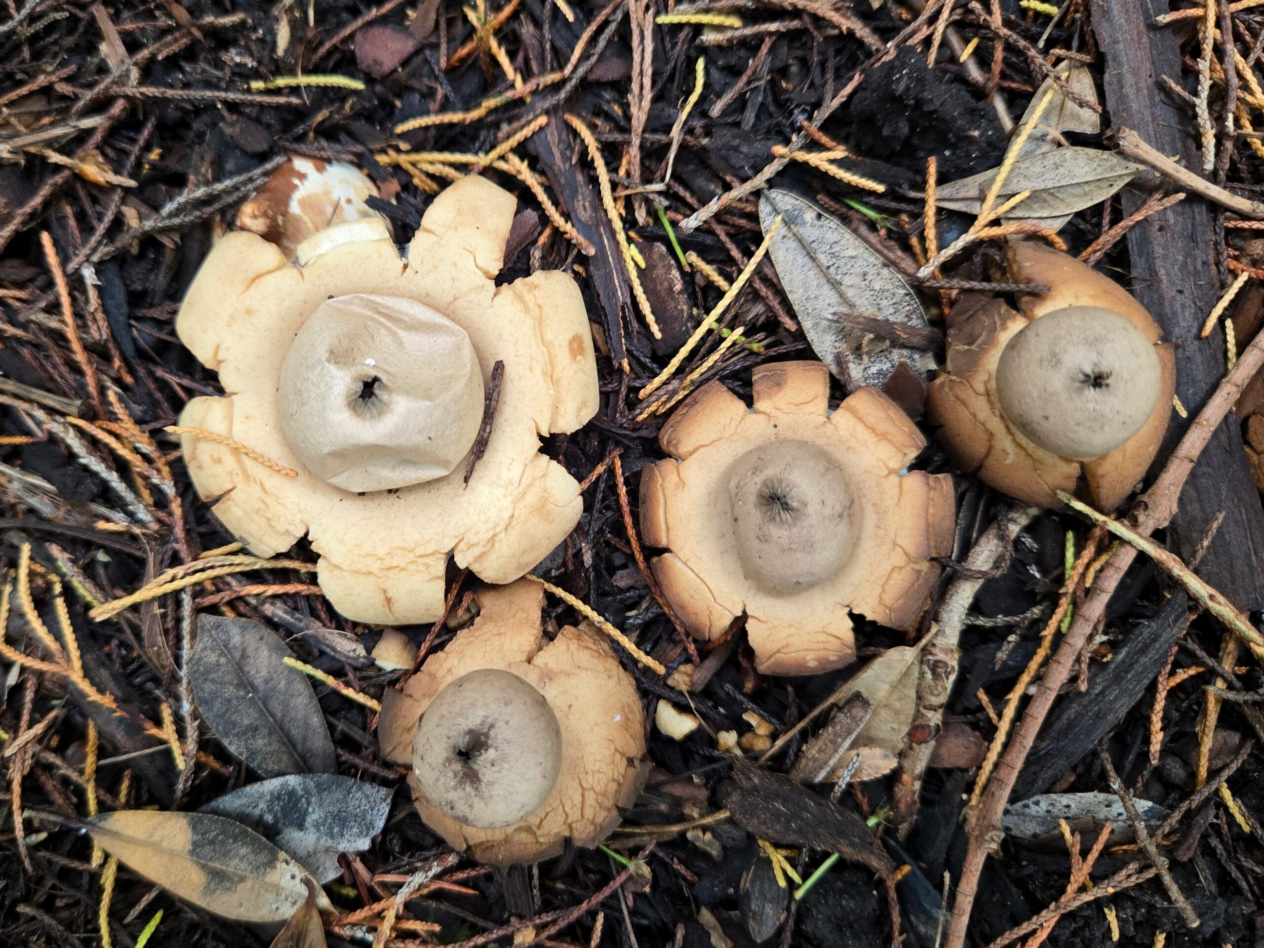 Geastrum saccatum