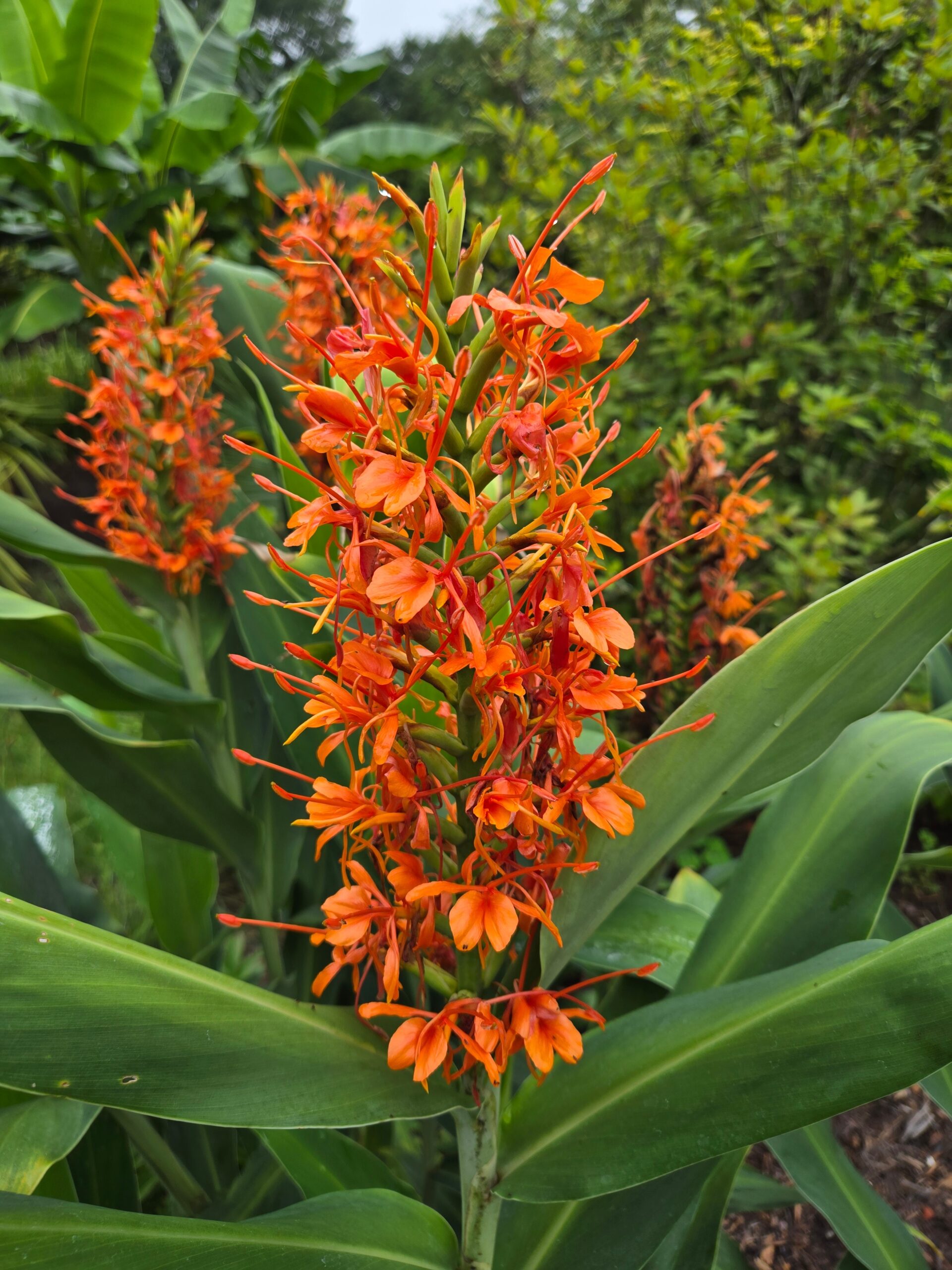 Hedychium 'Raffillii'