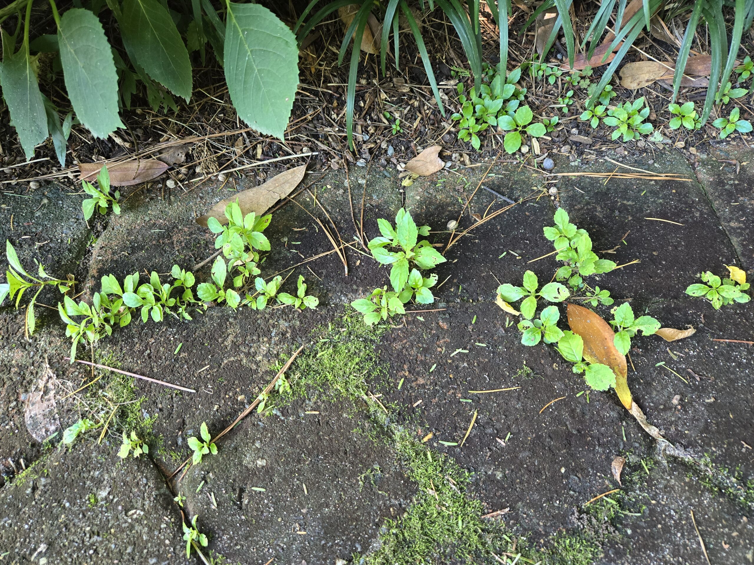 Hydrangea macrophylla seedlings