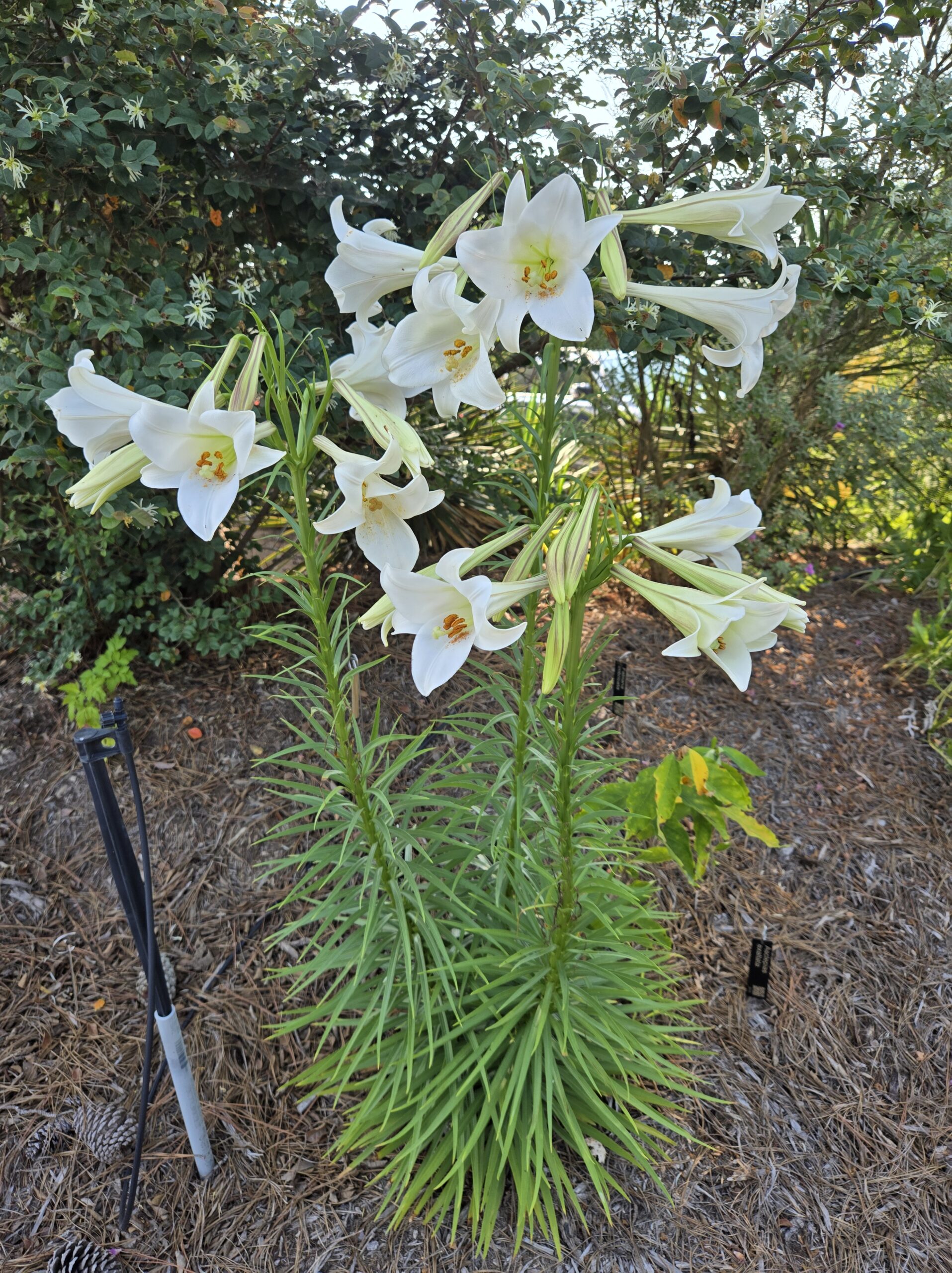 Lilium formosanum