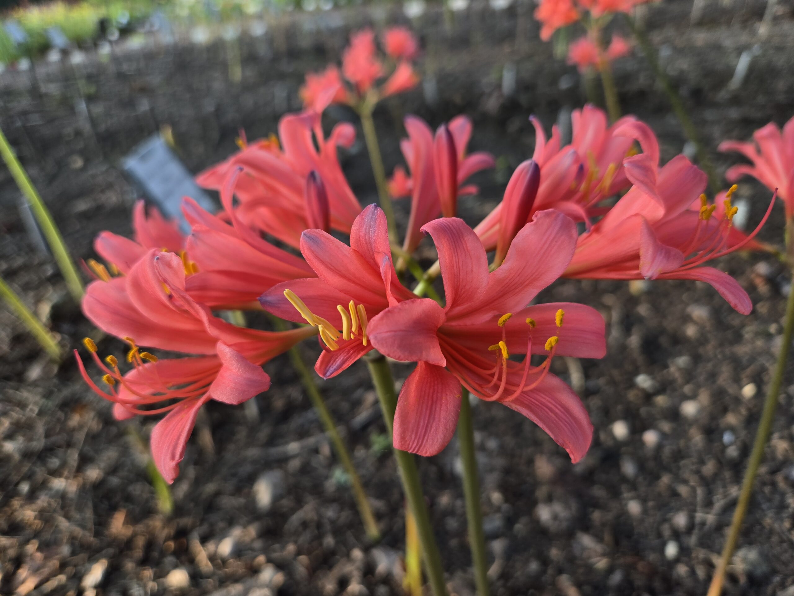 Lycoris x sprenguinea 'Momozono'