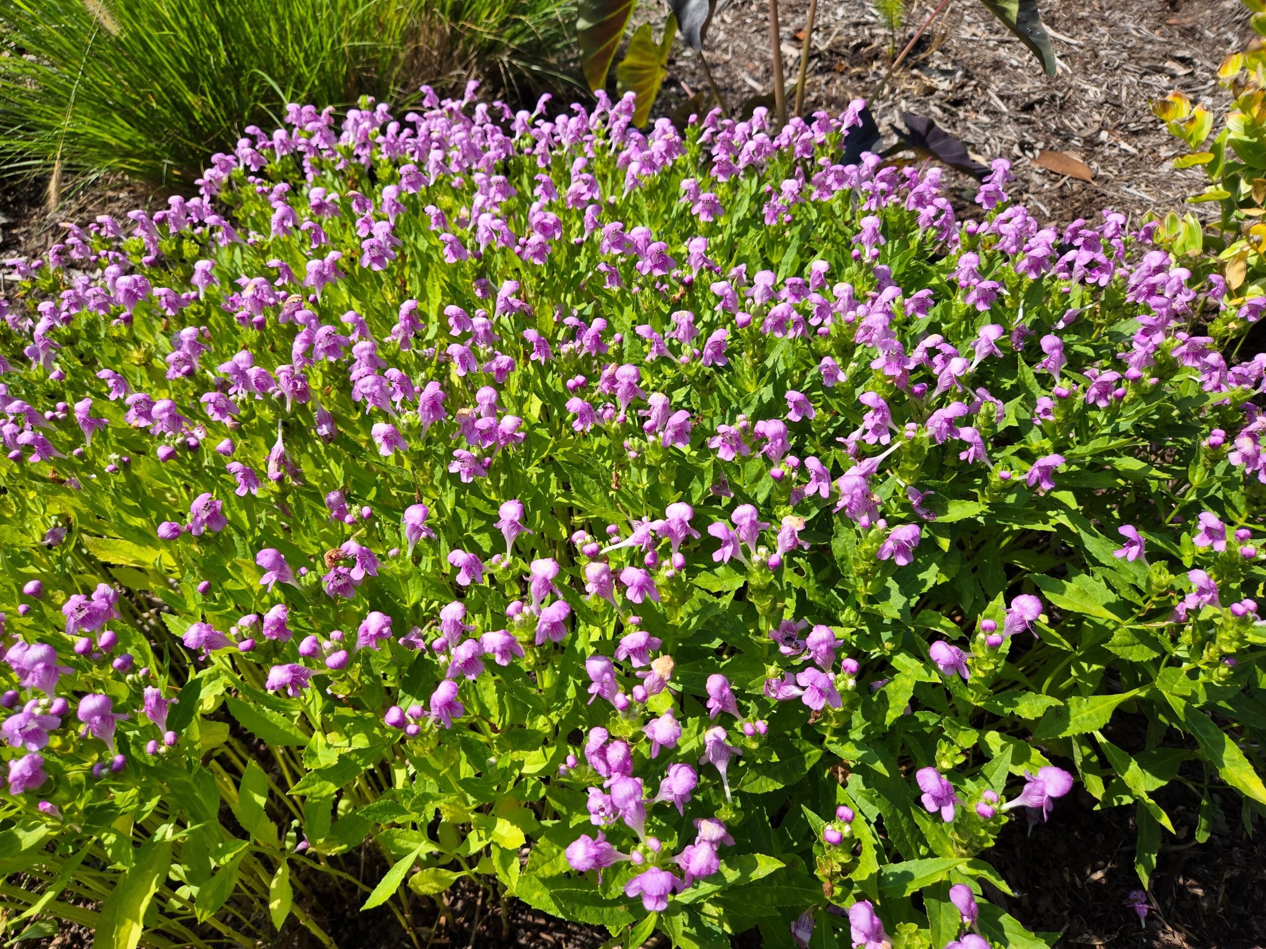 Macbridea caroliniana 'Pink Hill'