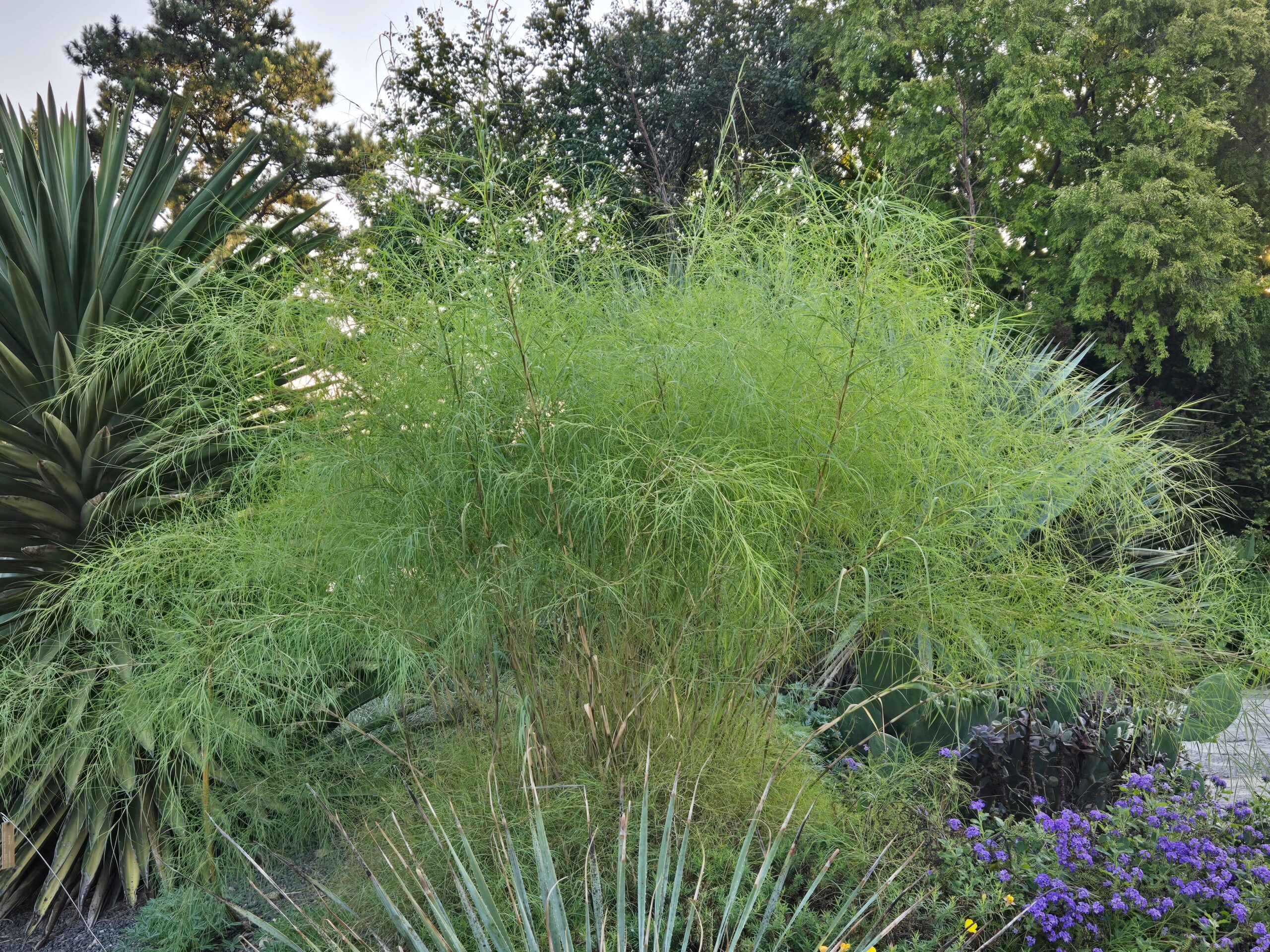 Muhlenbergia dumosa 'Patagonia'