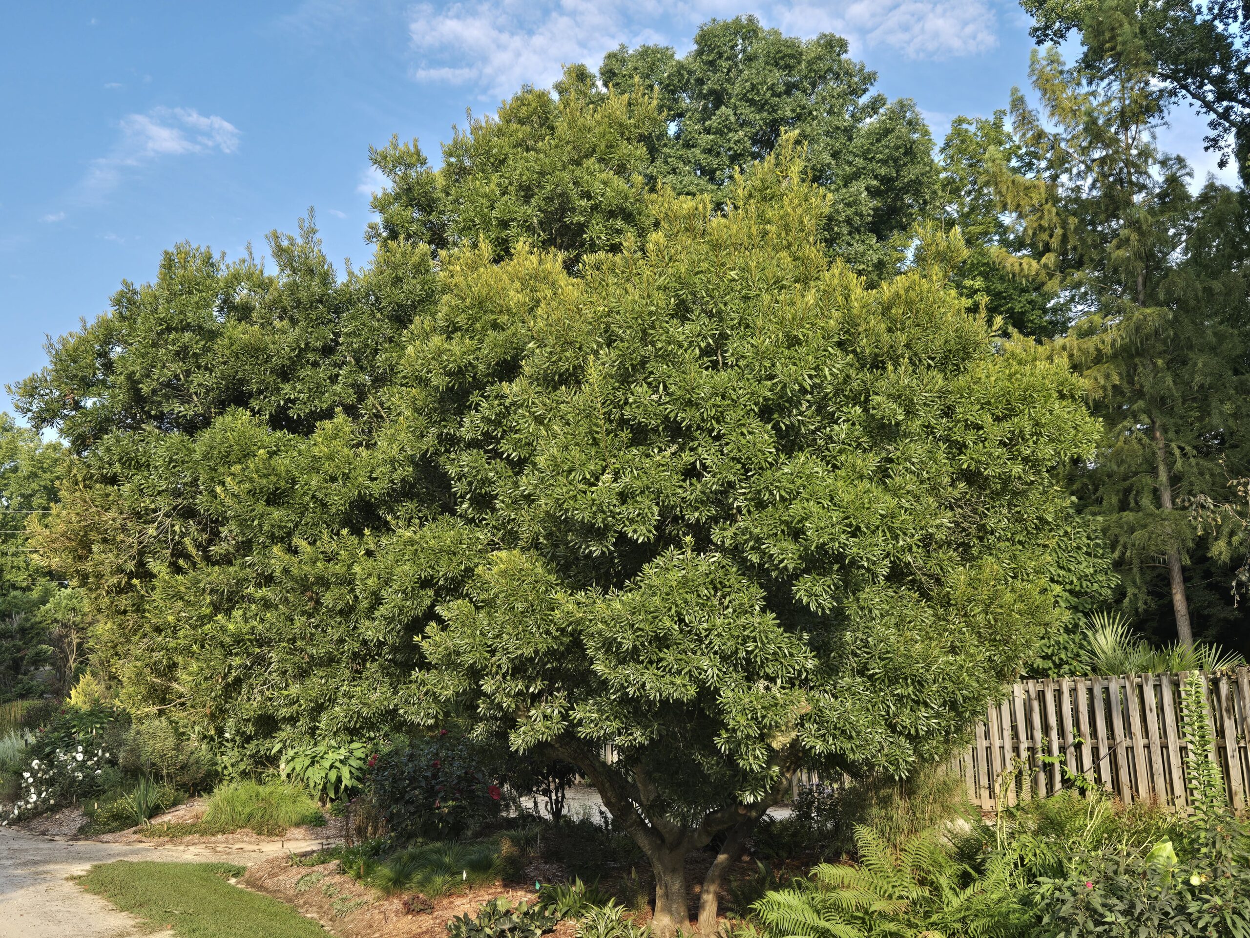 Myrica cerifera