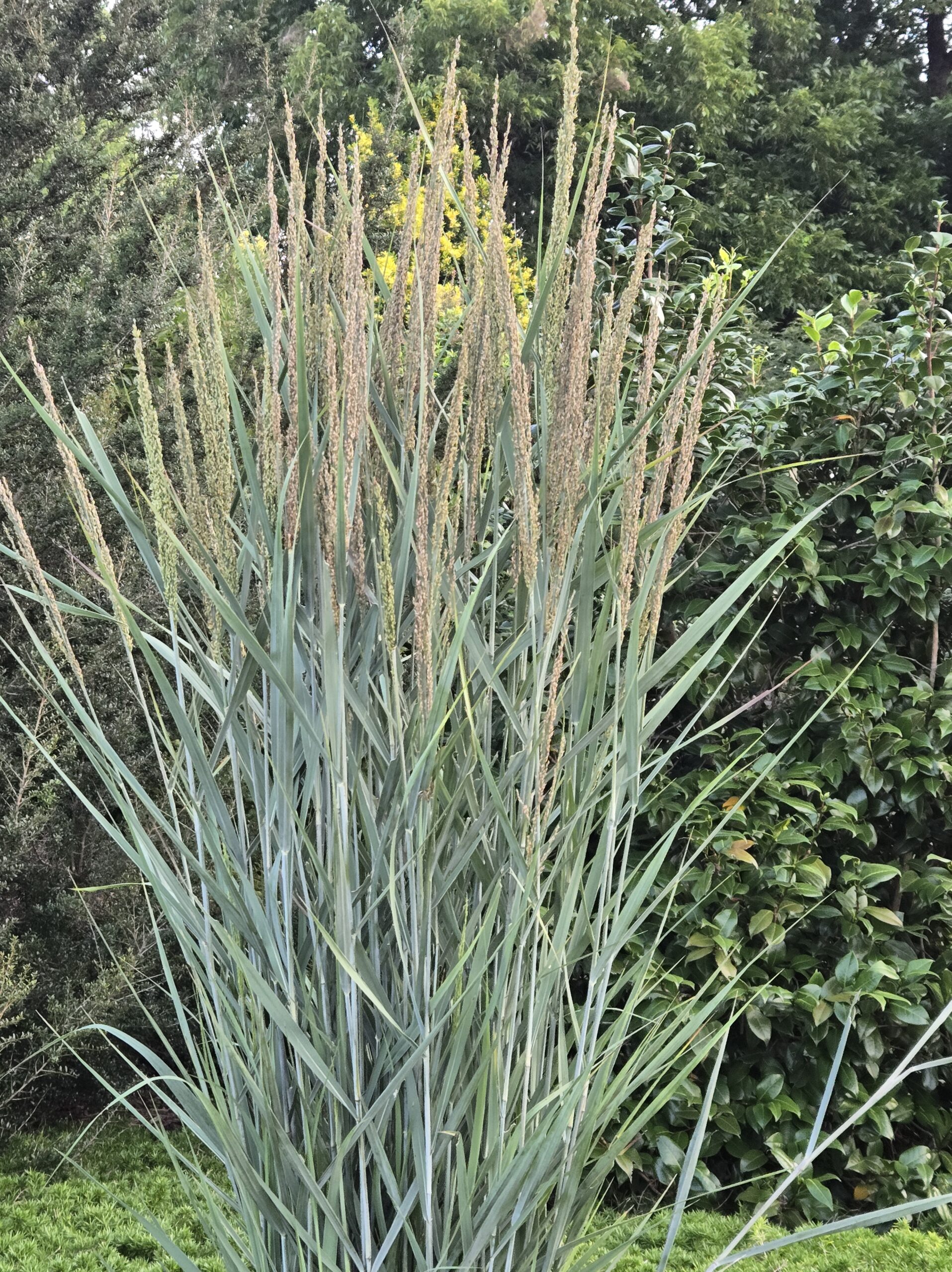 Panicum virgatum 'Blue Spear'