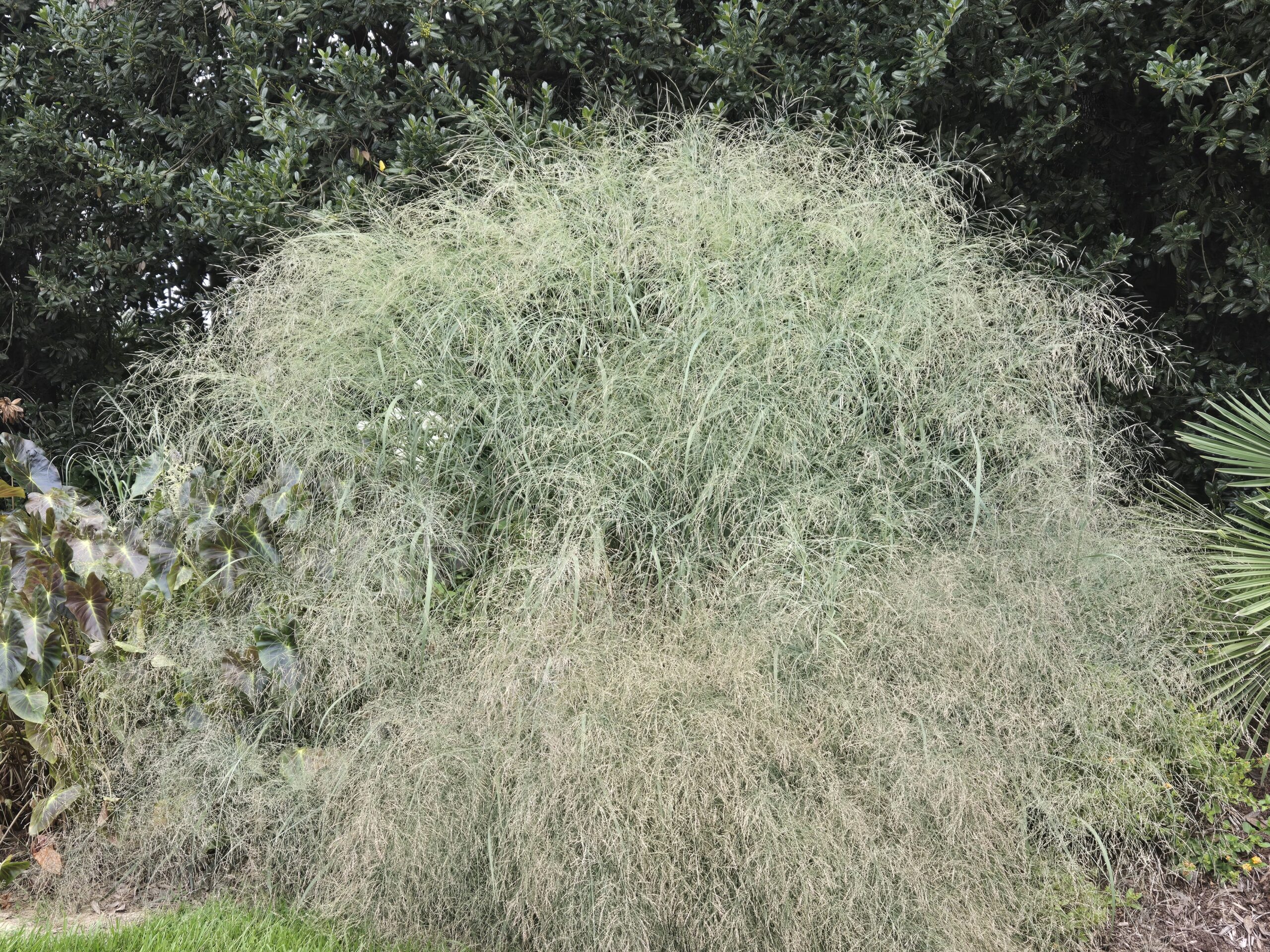 Panicum virgatum 'Ledbetter Blues'
