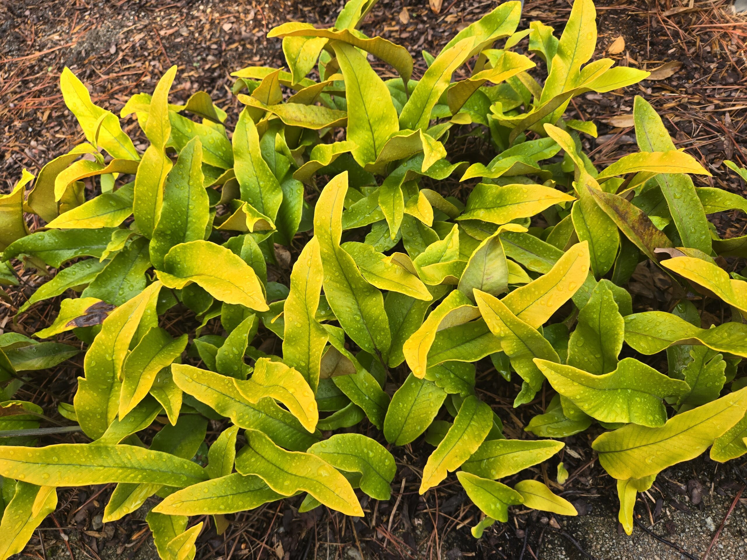 Pyrrosia lingua 'Limon'