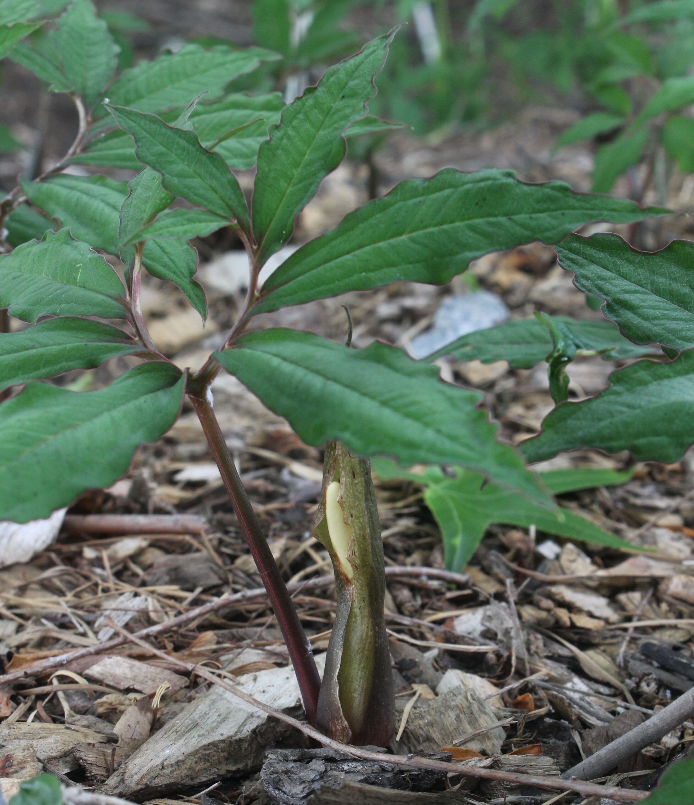 Sauromatum horsfieldii 'Little Red Riding Rood'