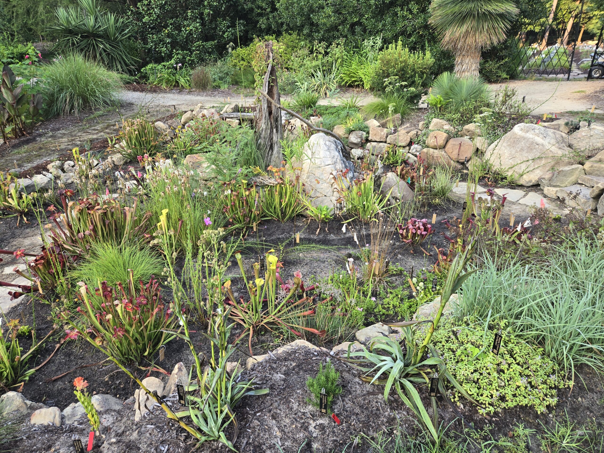 Souto Garden rock bog