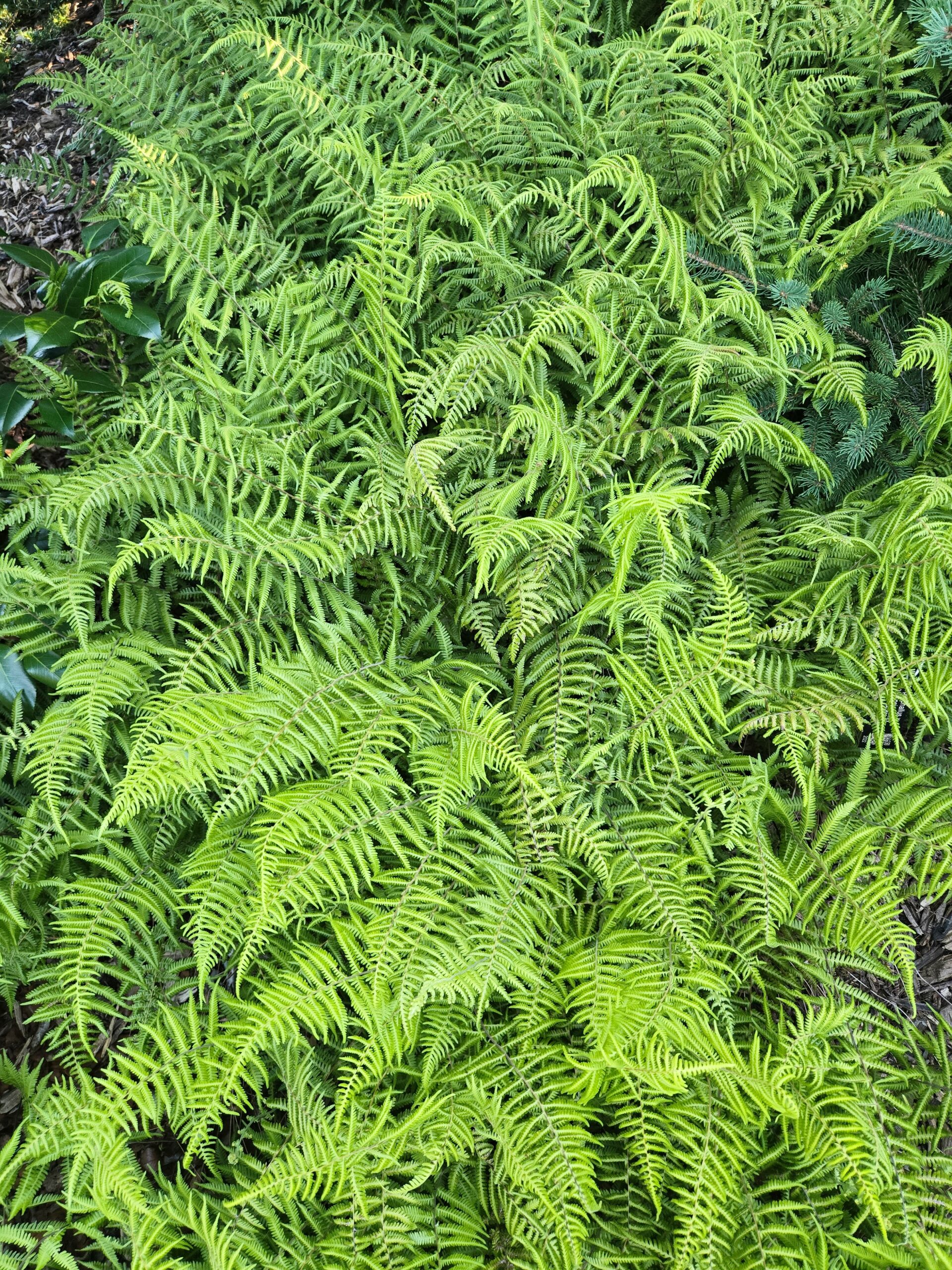 Thelypteris bombadilii