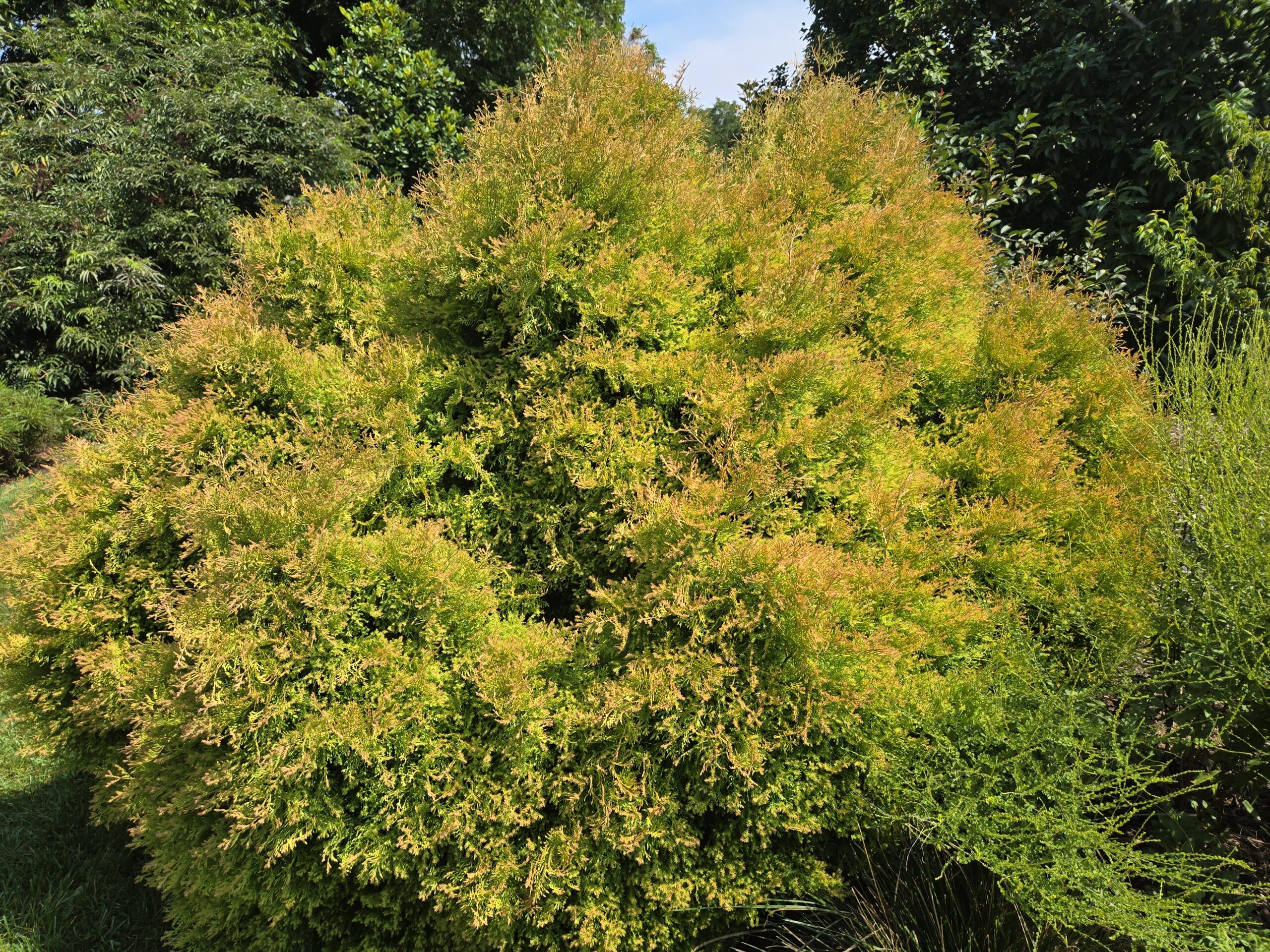 Thuja occidentalis 'Congabe'