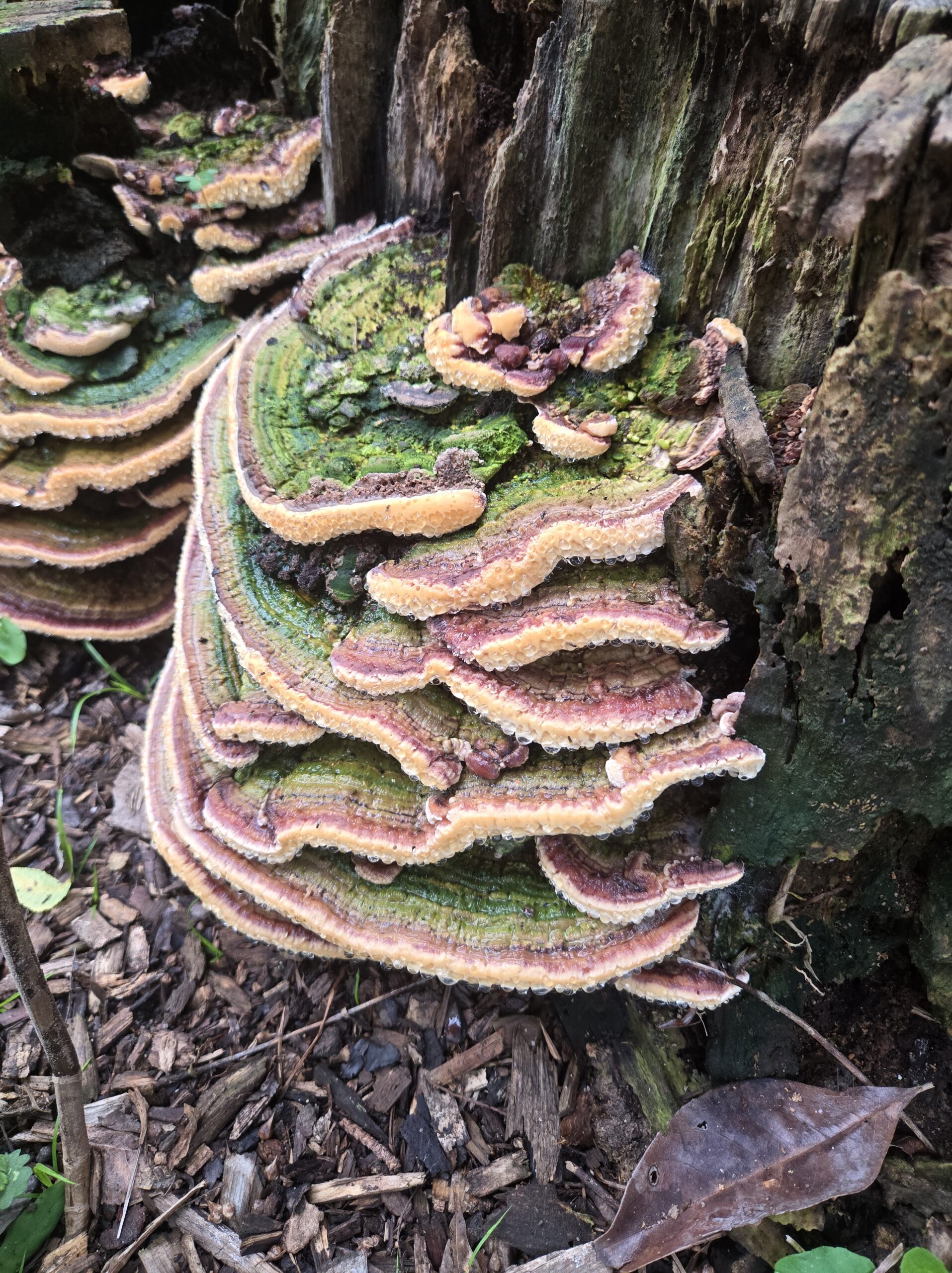Lichens