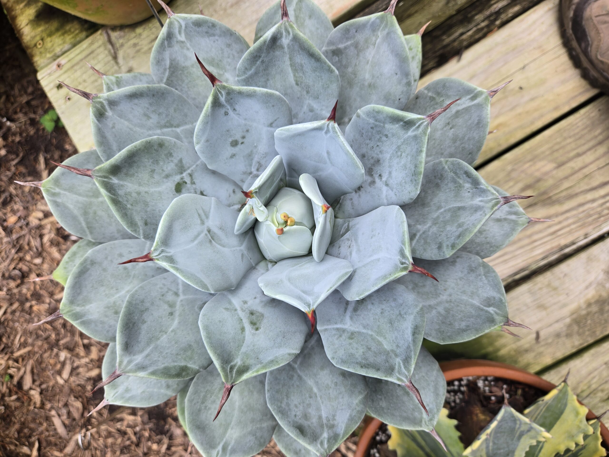 Agave isthmensis 'Ippongii'