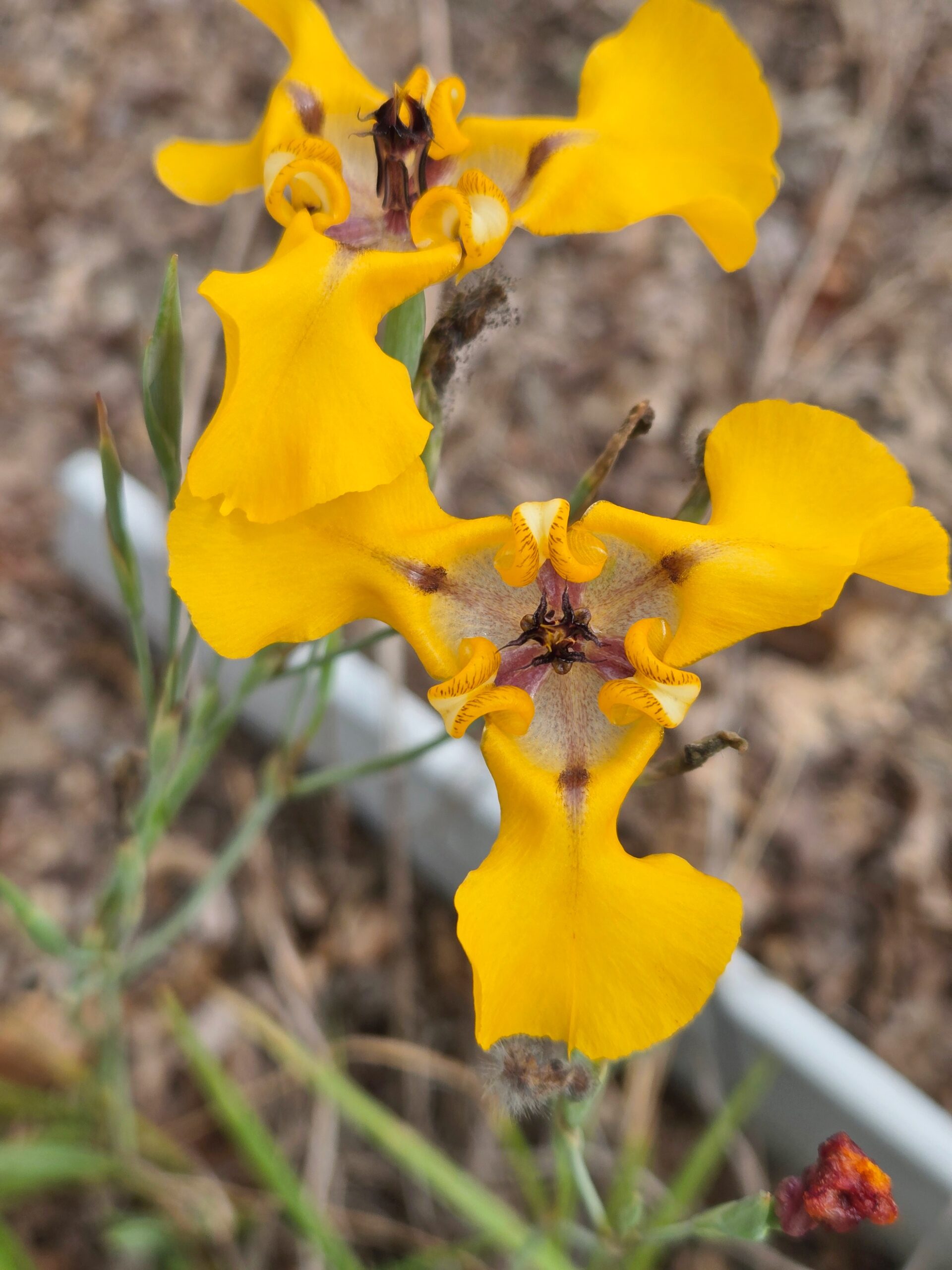 Cypella (Phallocallis) herbertii