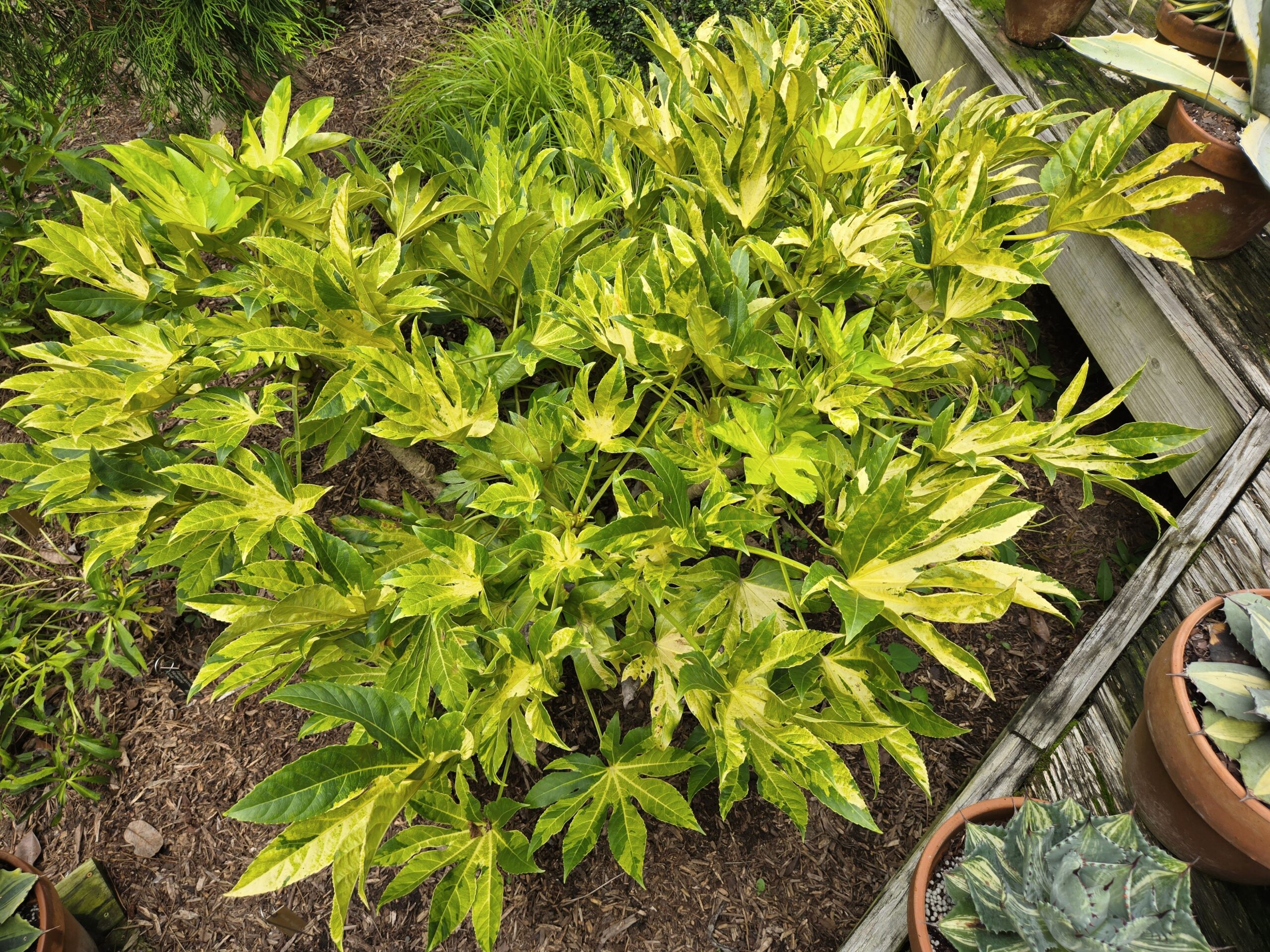 Fatsia japonica 'Murakumo Nishiki'