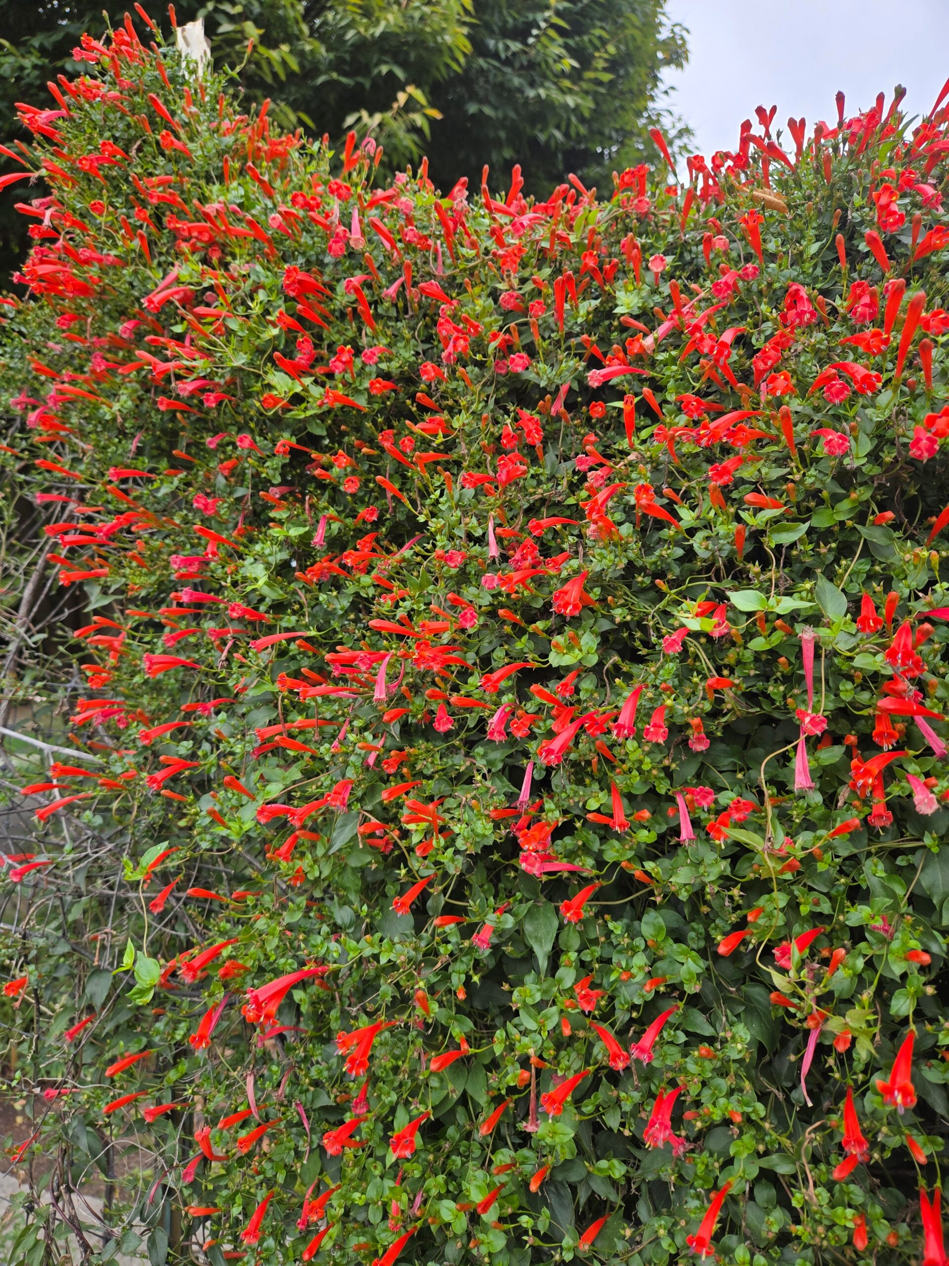 Manettia cordifolia