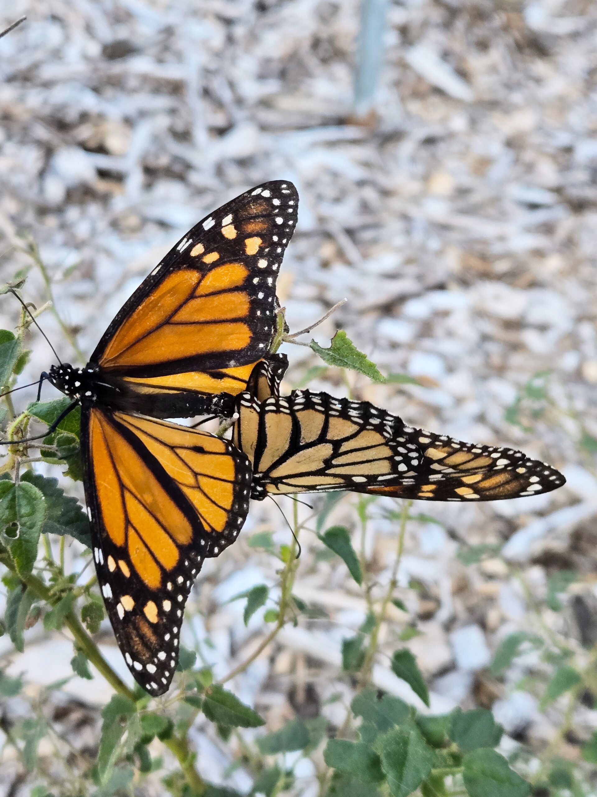 Monarch butterflies: dad on top, and mom below
