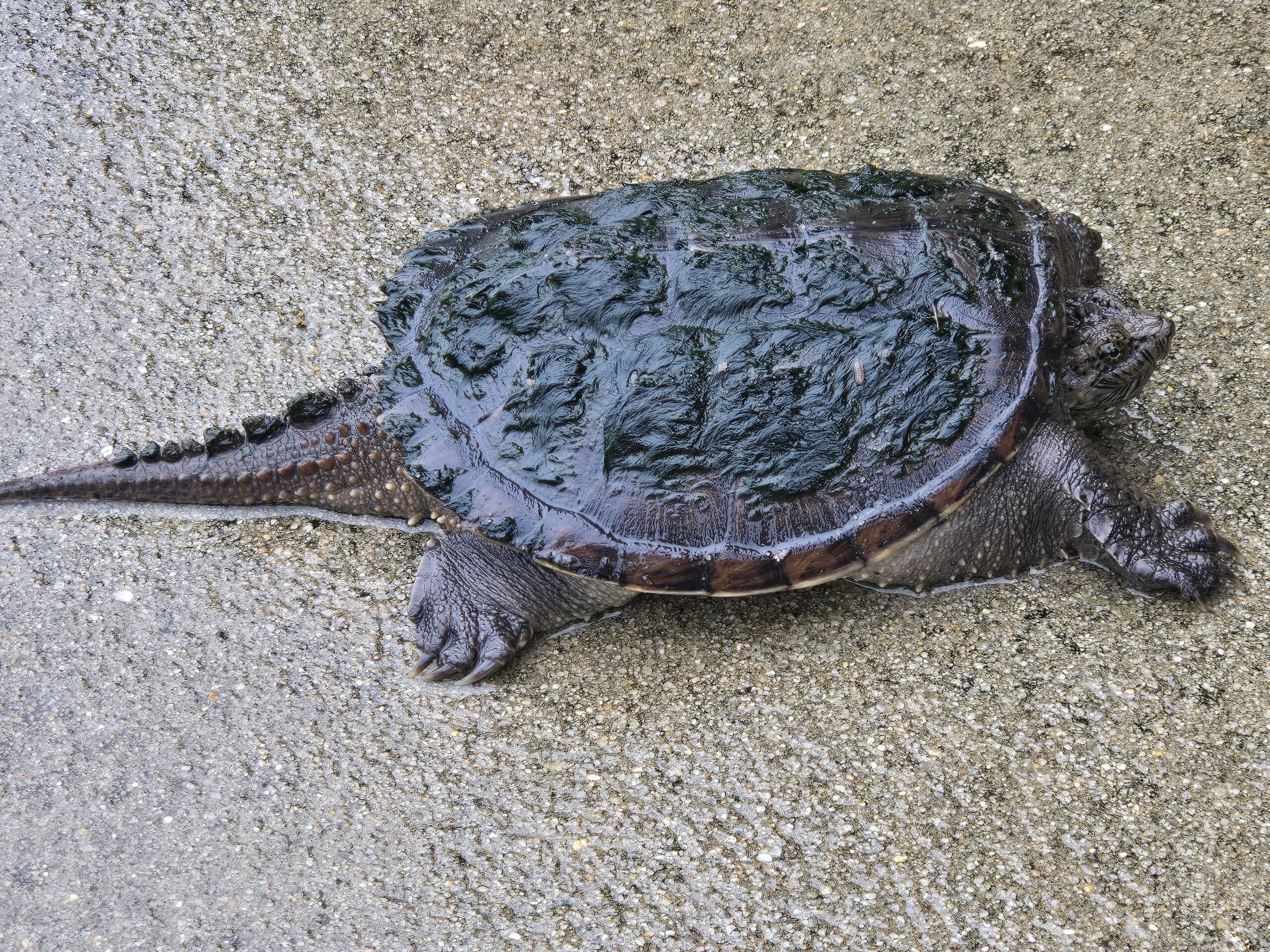 Chelydra serpentina
