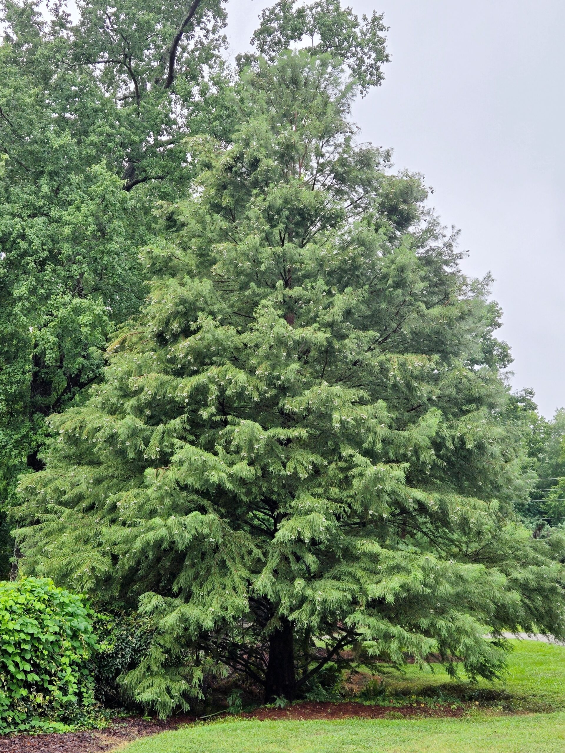 Taxodium distichum 'Paul James'