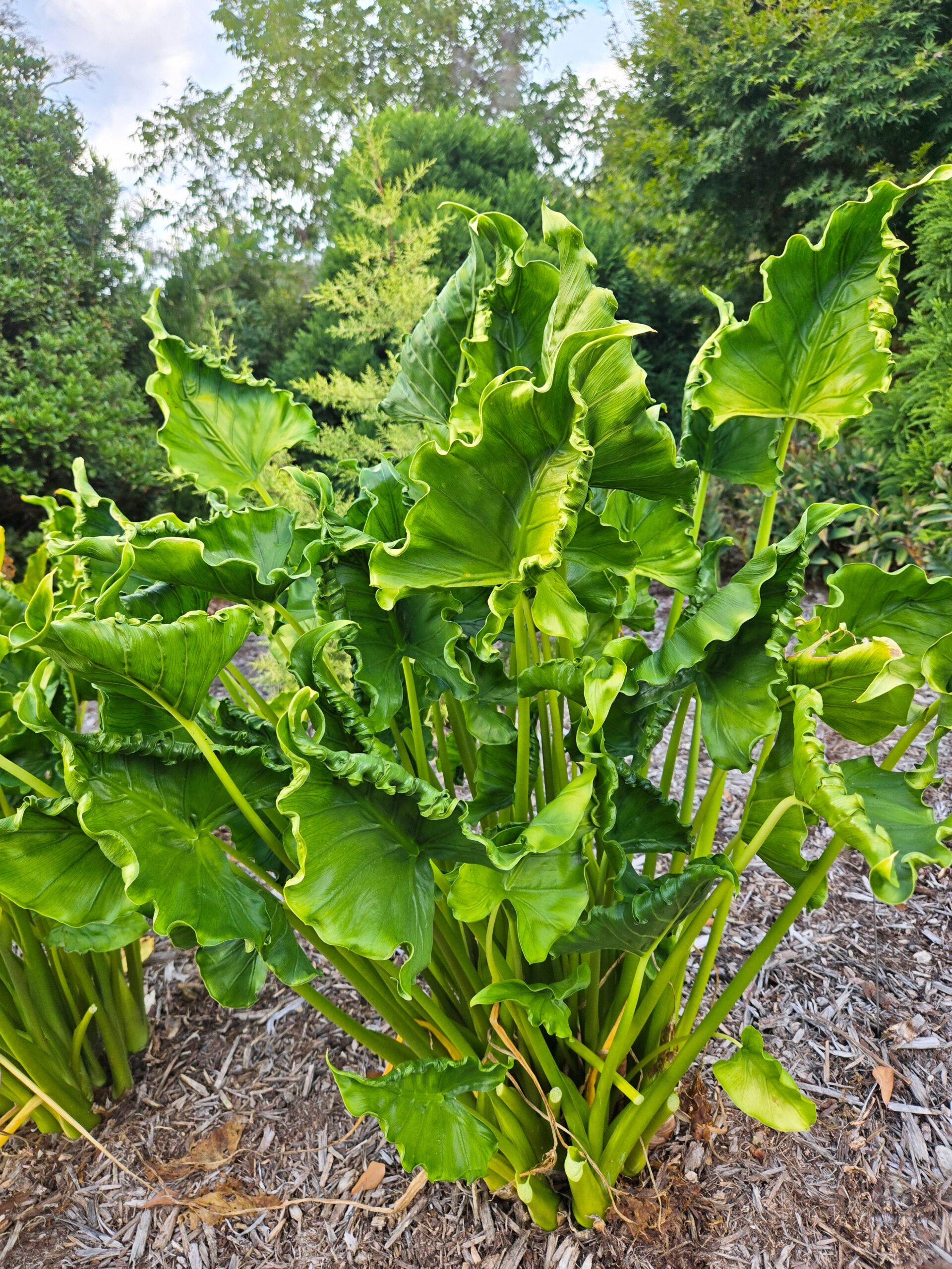 Alocasia macrorrhizos 'Shock Treatment'