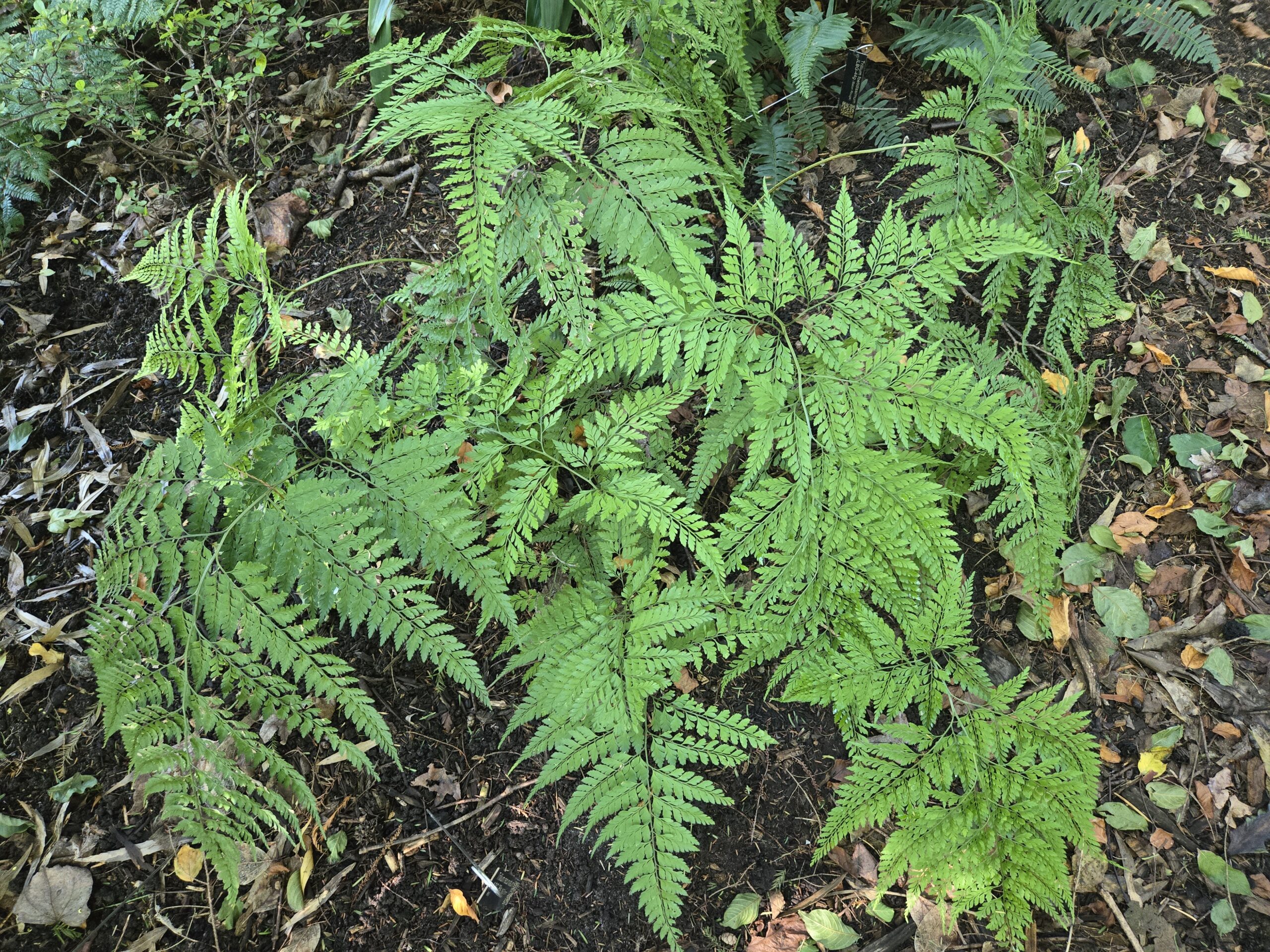 Arachniodes coniifolia