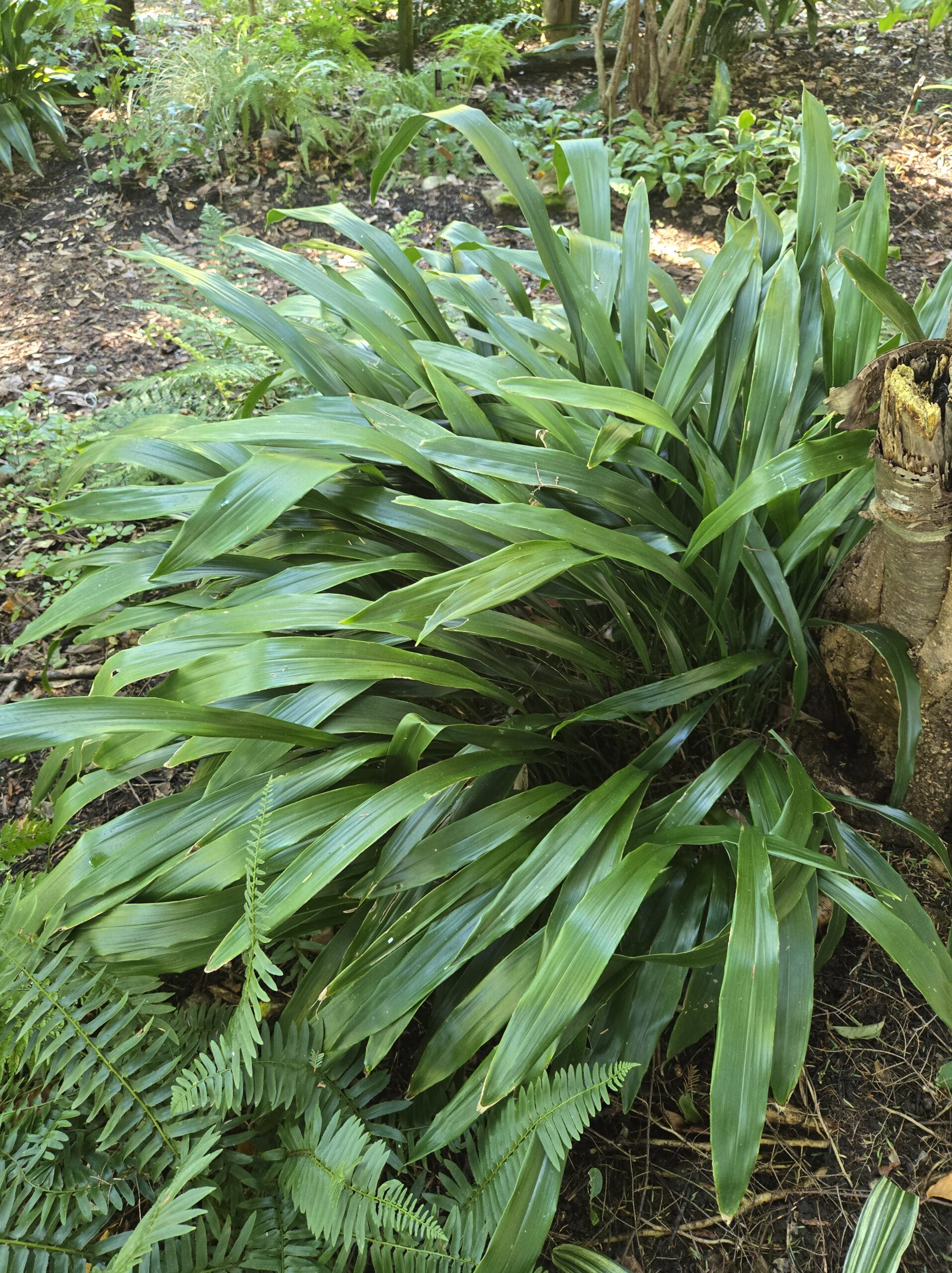 Aspidistra basalis 'Green Jeans'