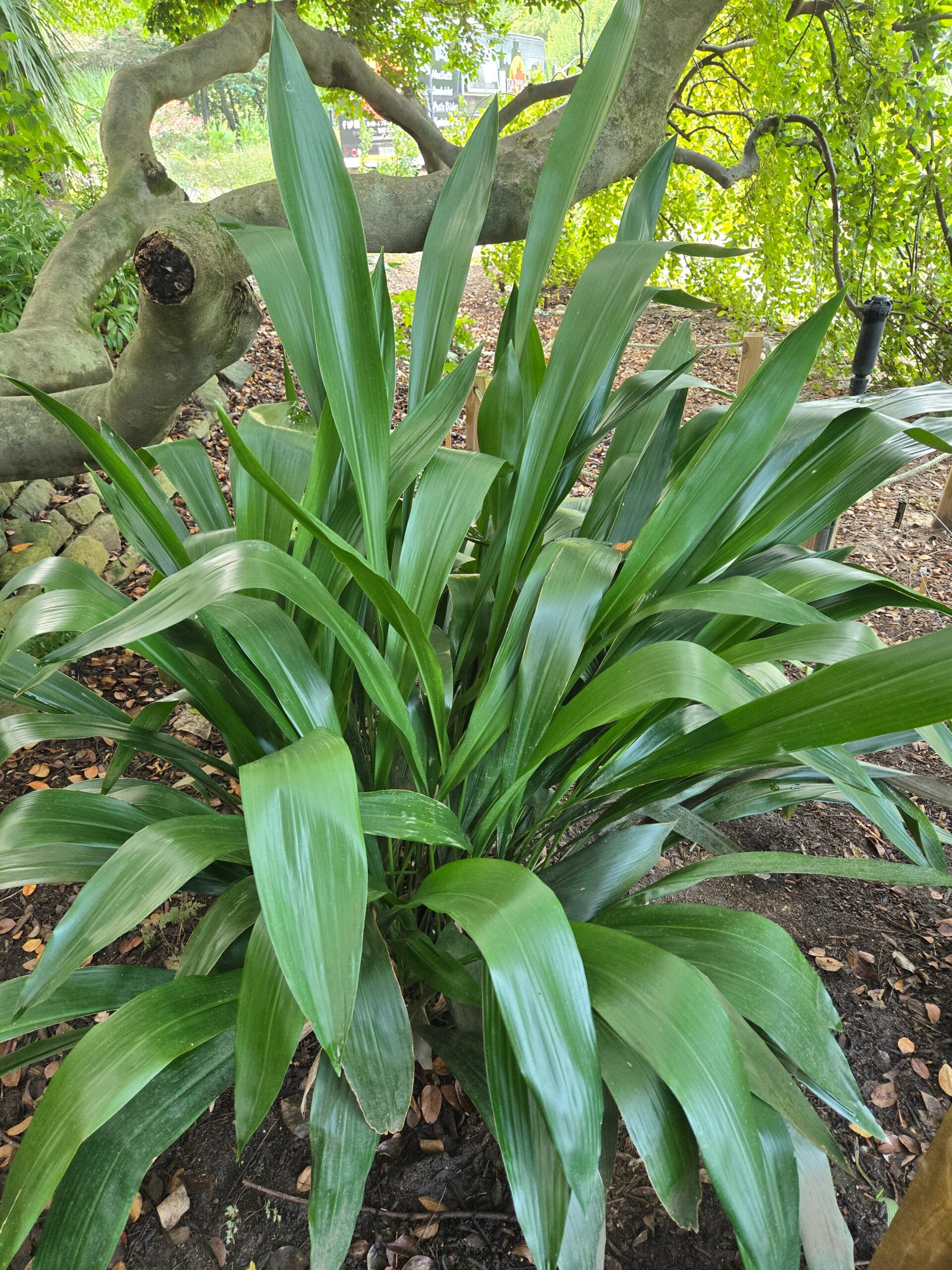 Aspidistra x sichlatior 'Screen Gem'