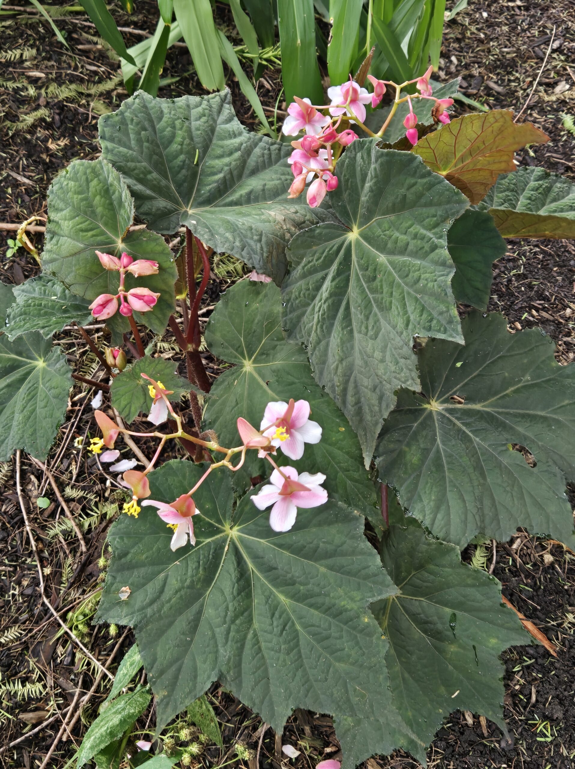 Begonia 'Harvest Moon'
