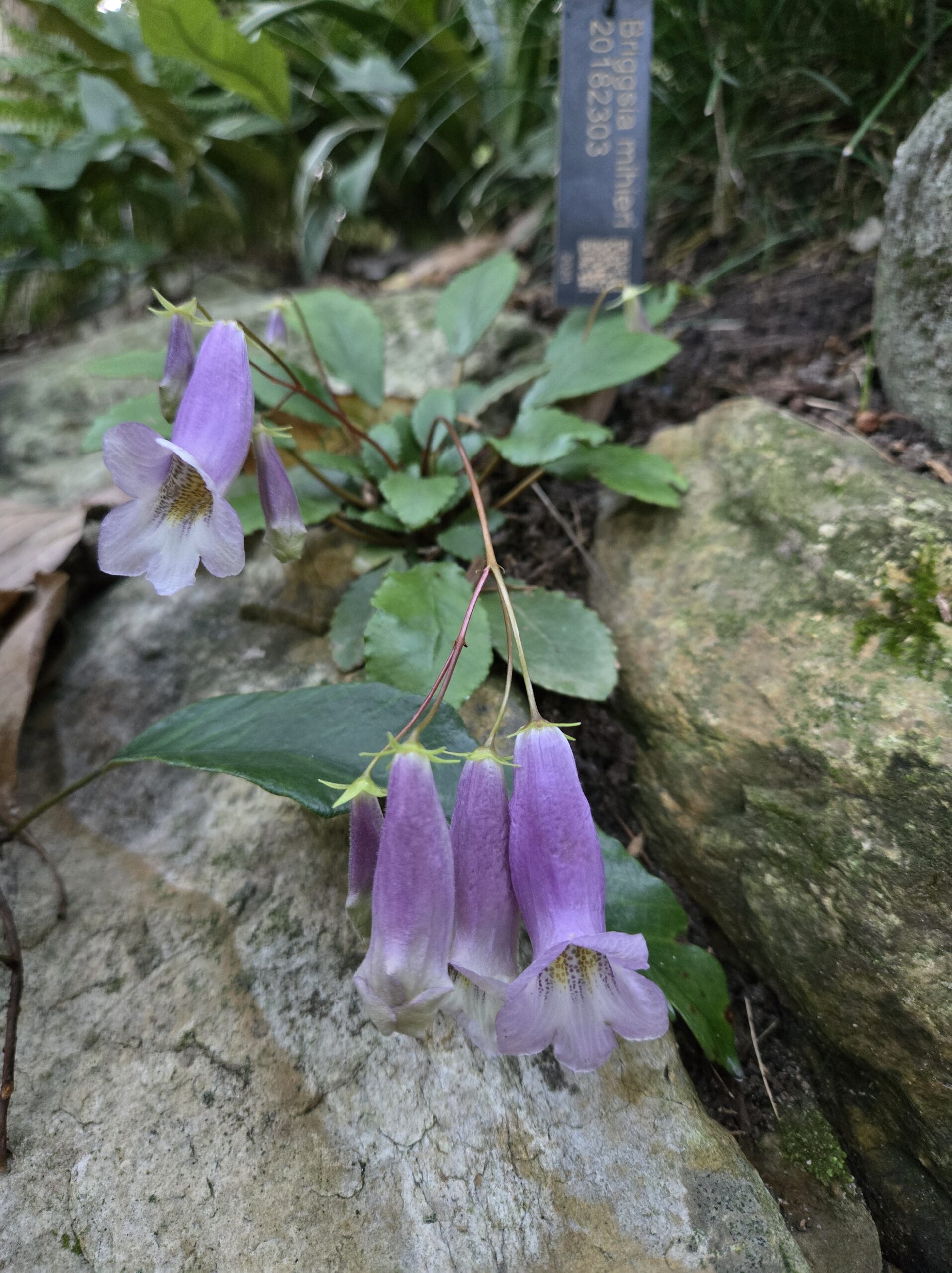 Briggsia mihieri