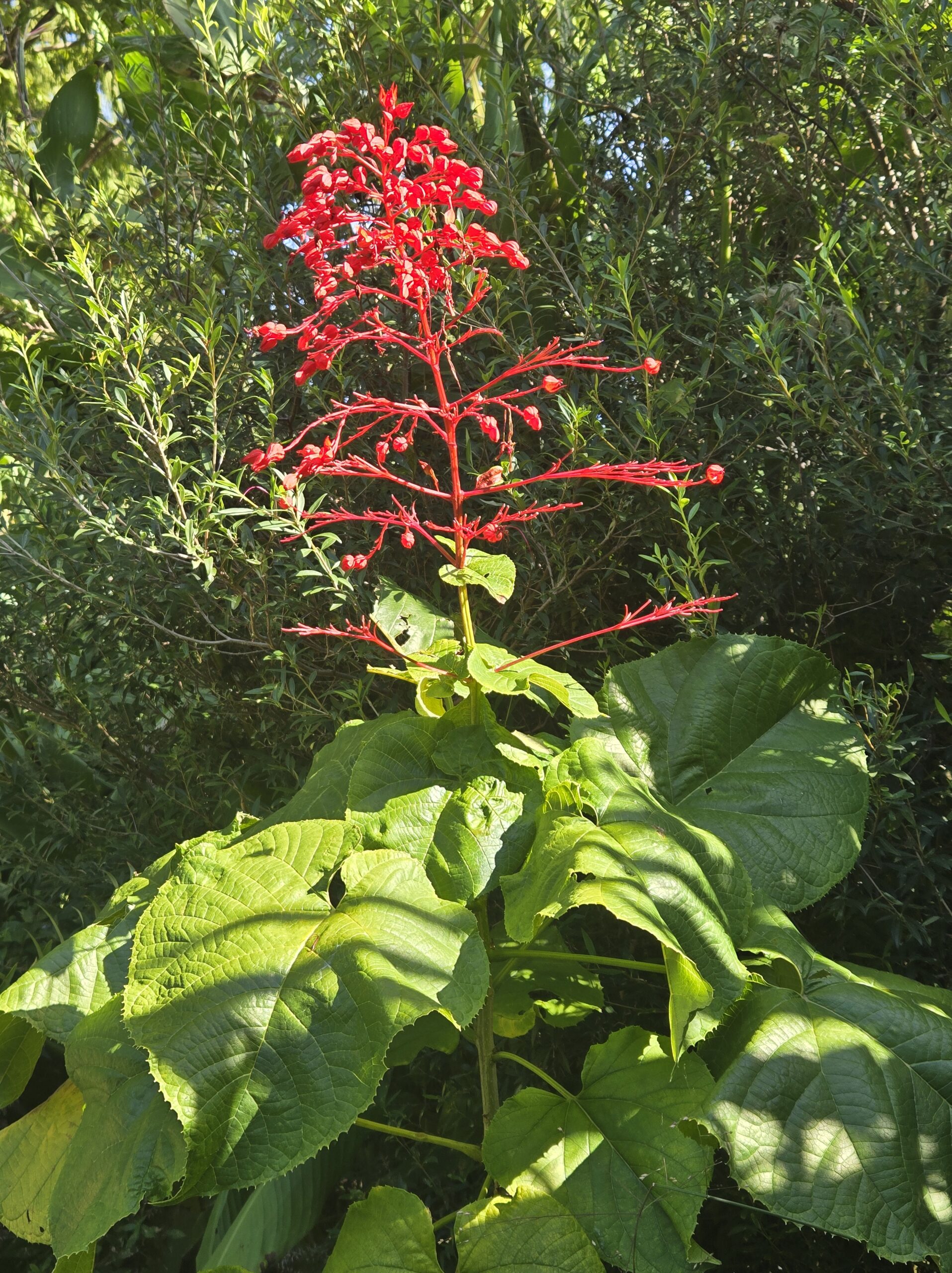 Clerodendrum speciosissimum 'Arkansas Hardy'