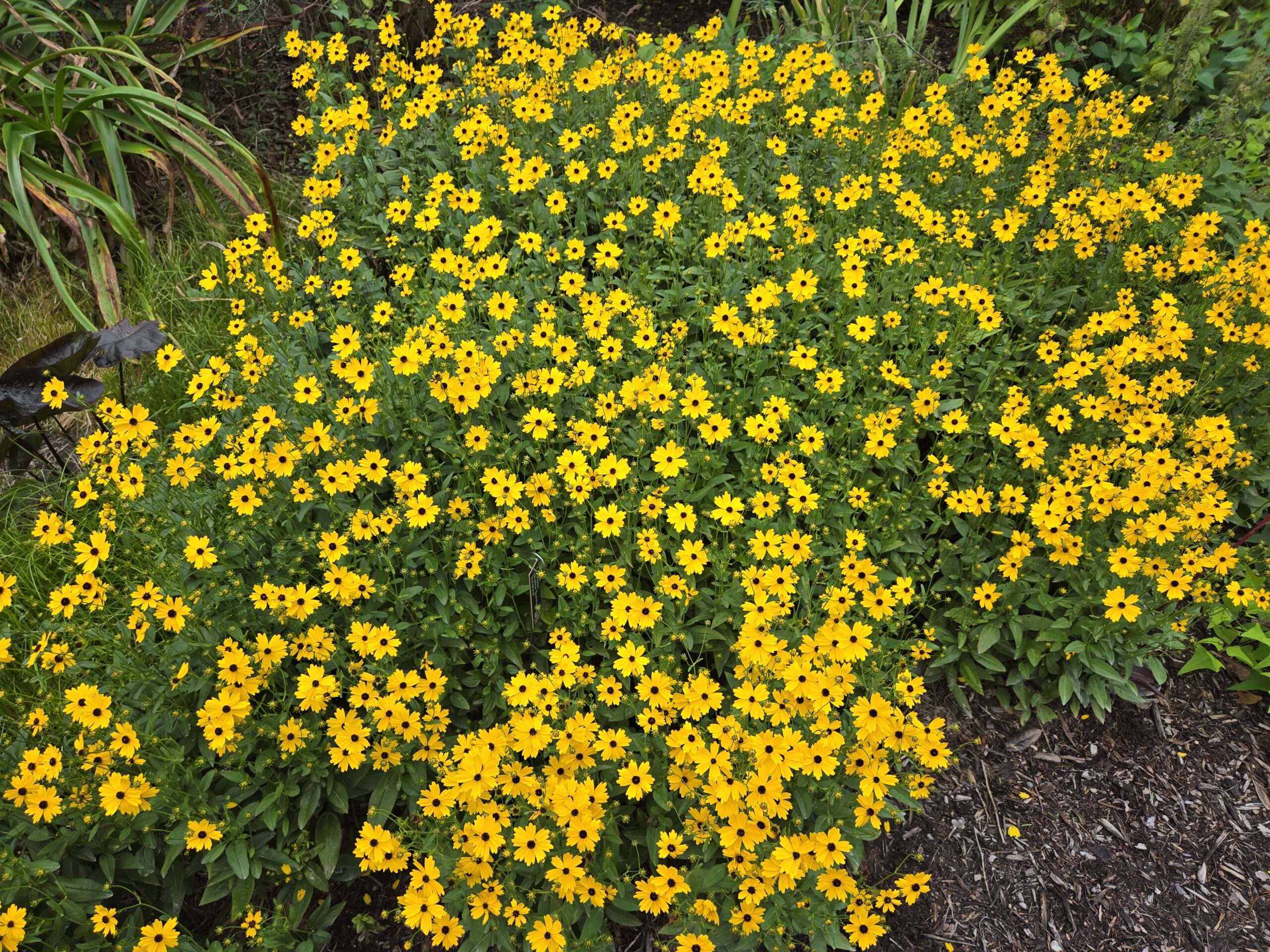 Coreopsis palustris 'Summer Sunshine'