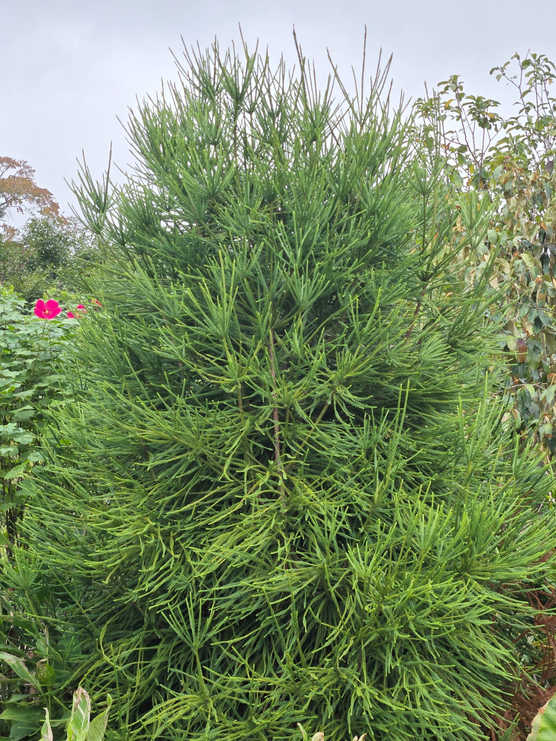 Cryptomeria japonica 'Araucarioides'