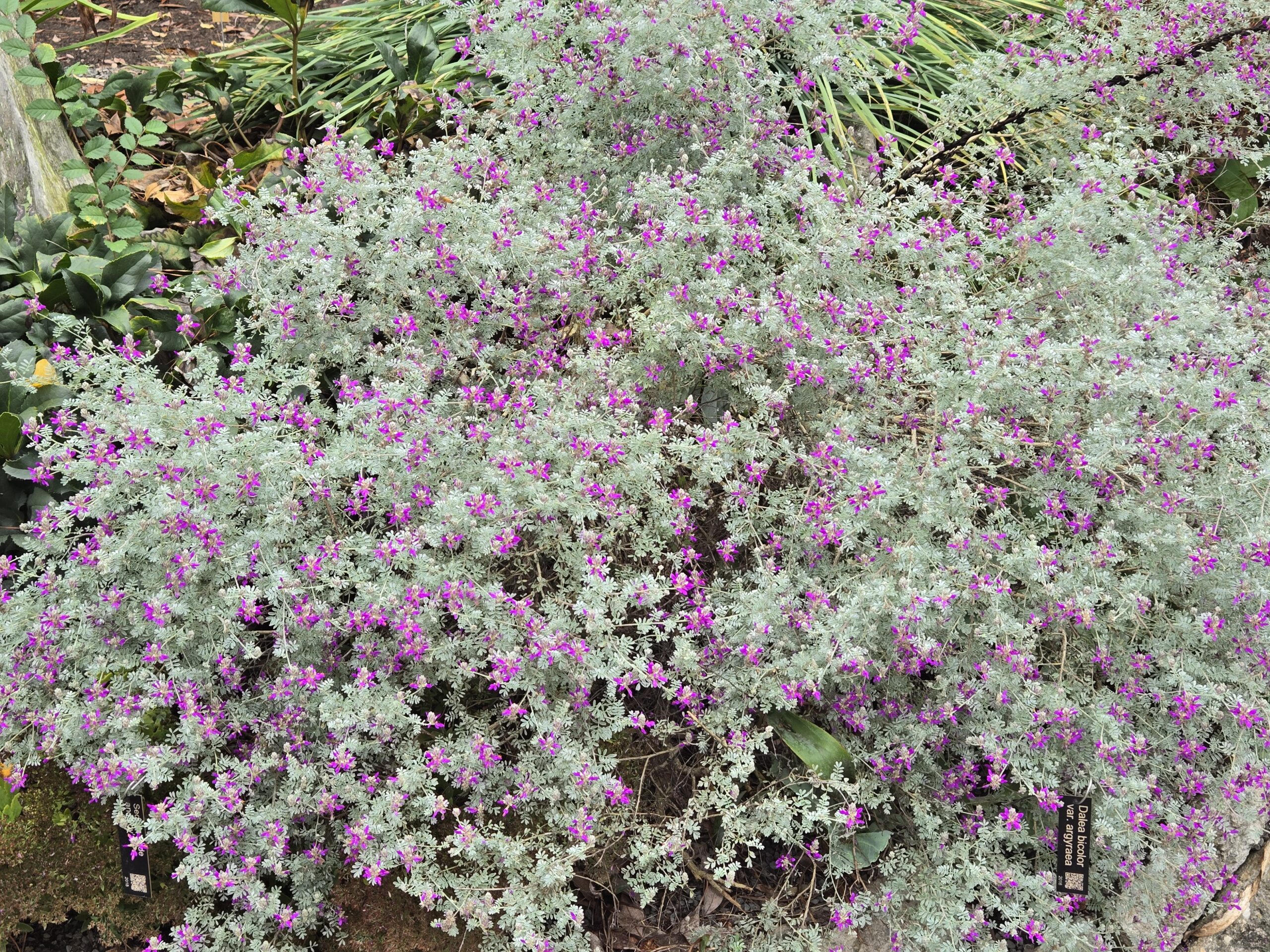 Dalea bicolor var. argyaea