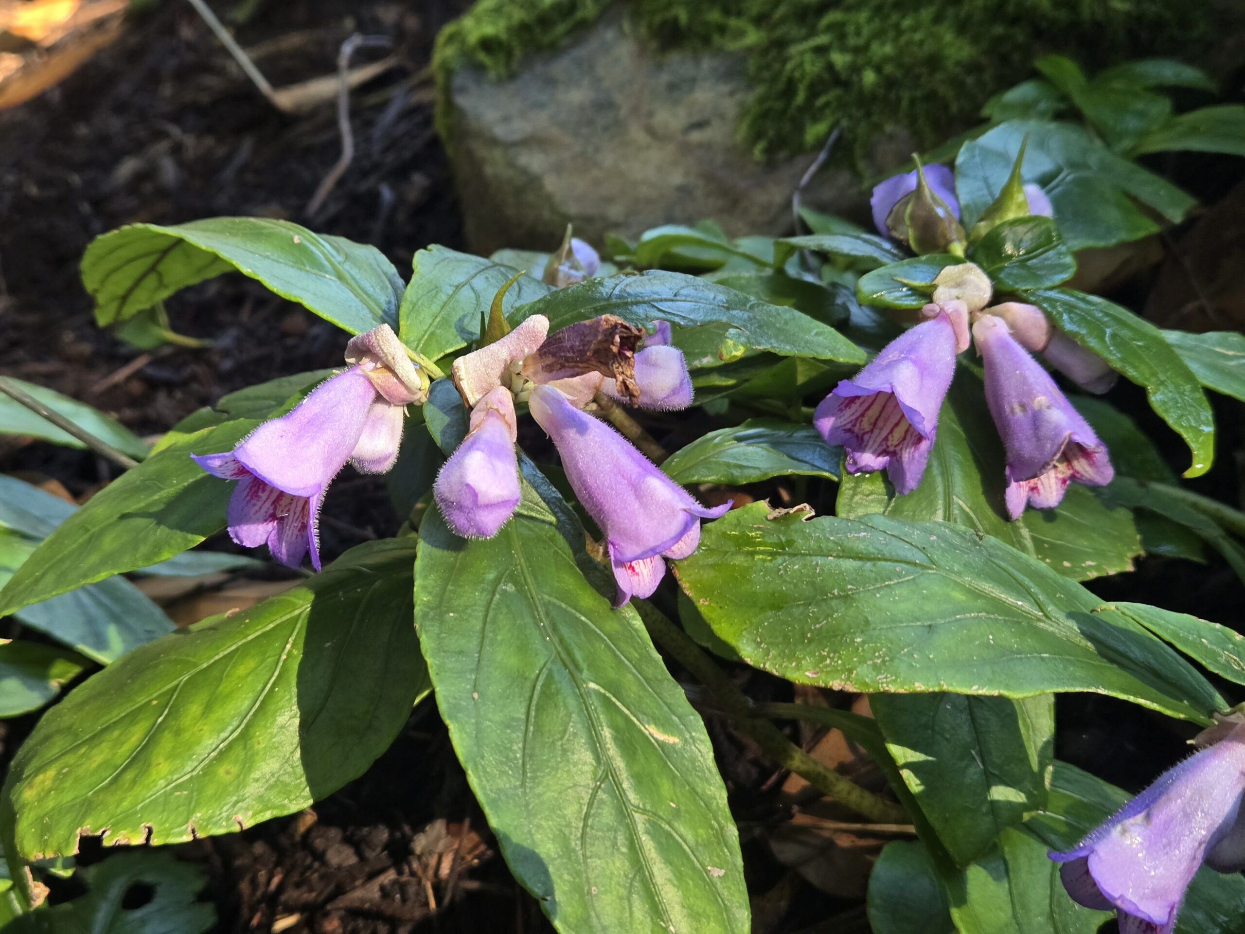 Hemiboea gracilis