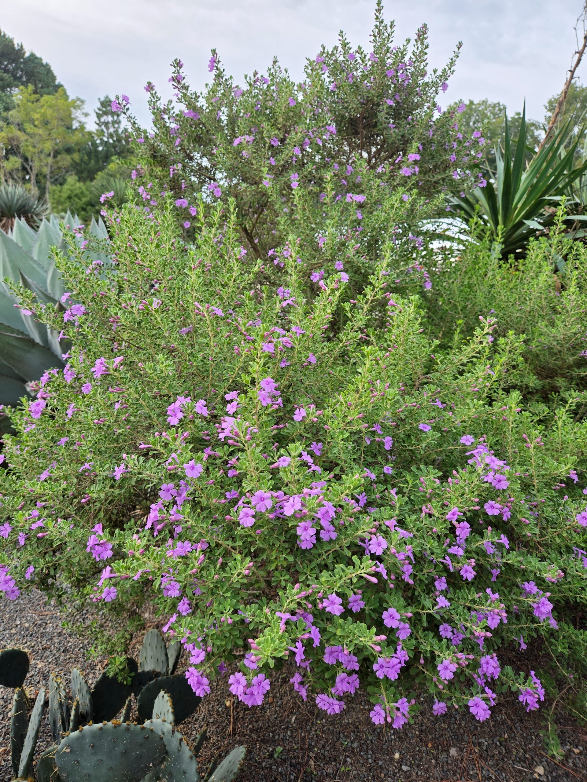 Leucophyllum langmaniae 'Purple Lion'
