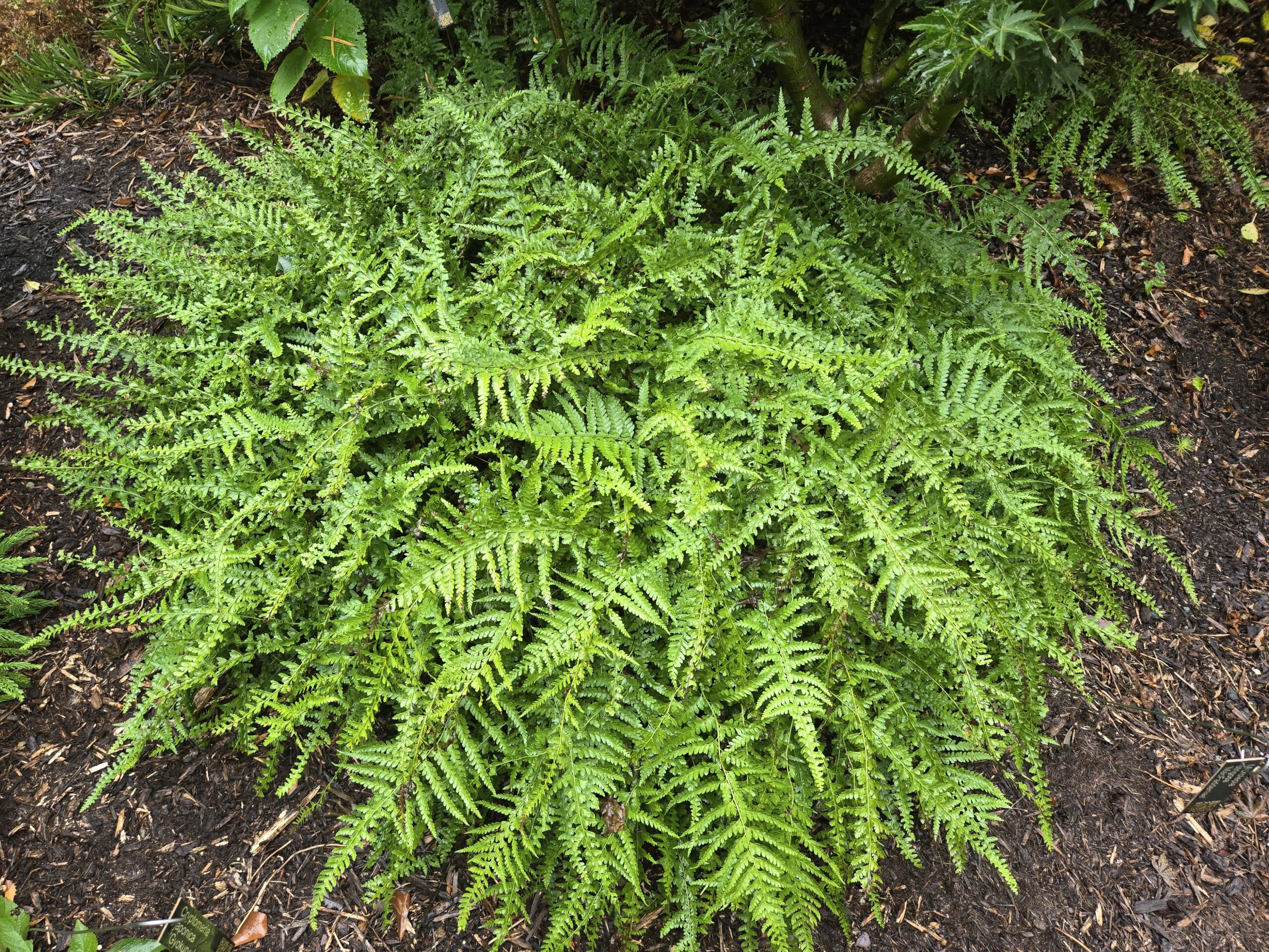 Microlepia strigosa 'MacFaddeniae'
