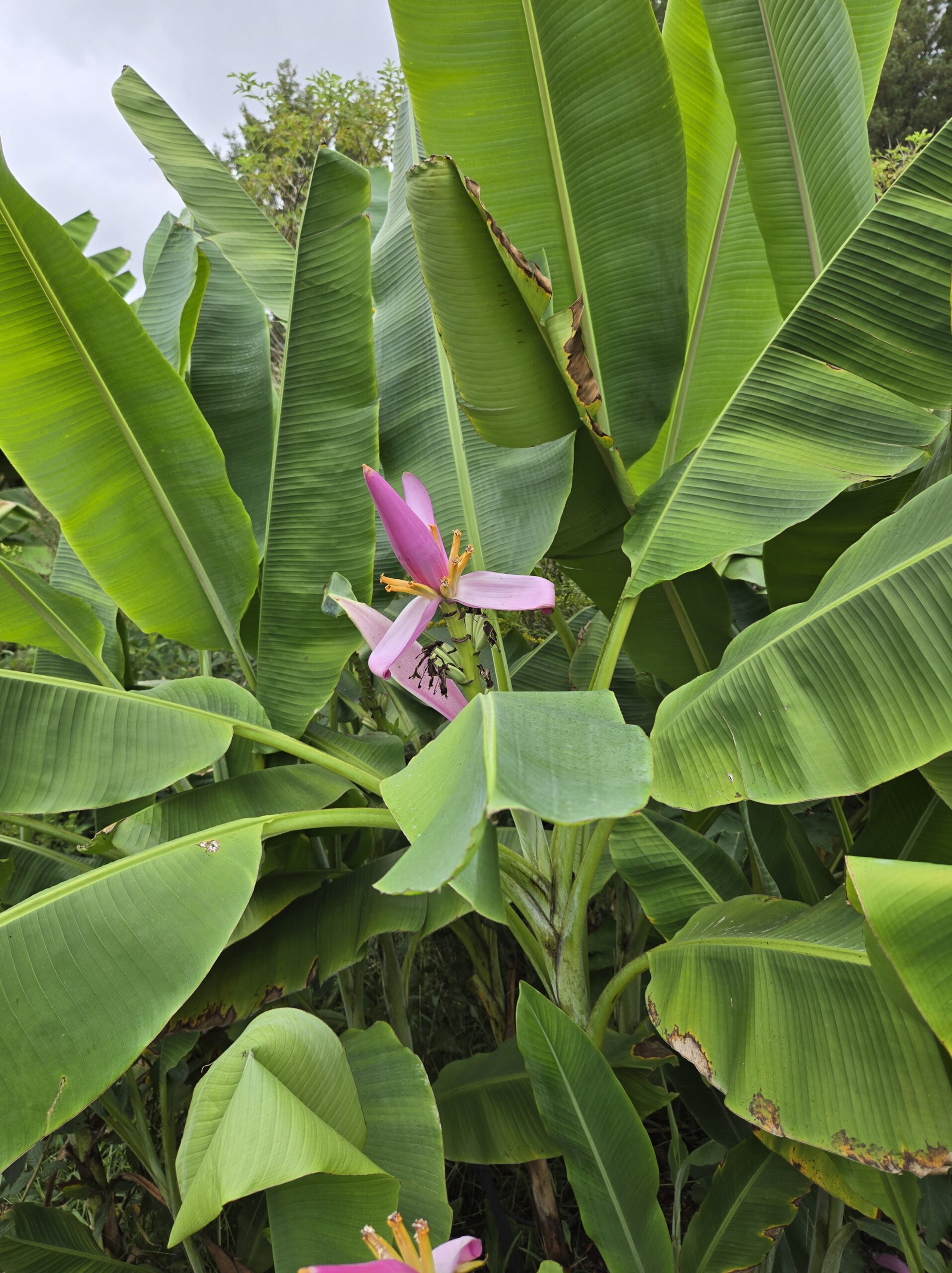 Musa ornata 'Anniston'