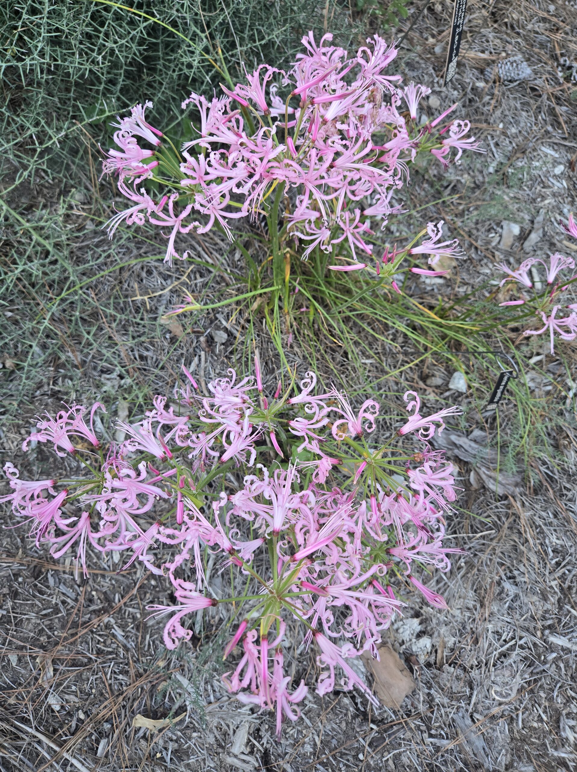 Nerine angustifolia