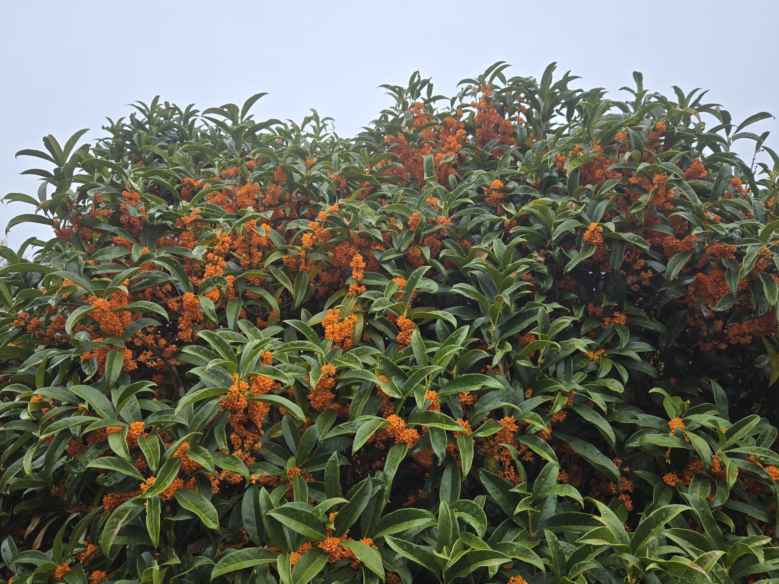 Osmanthus fragrans 'Beni Kim Mokusei'