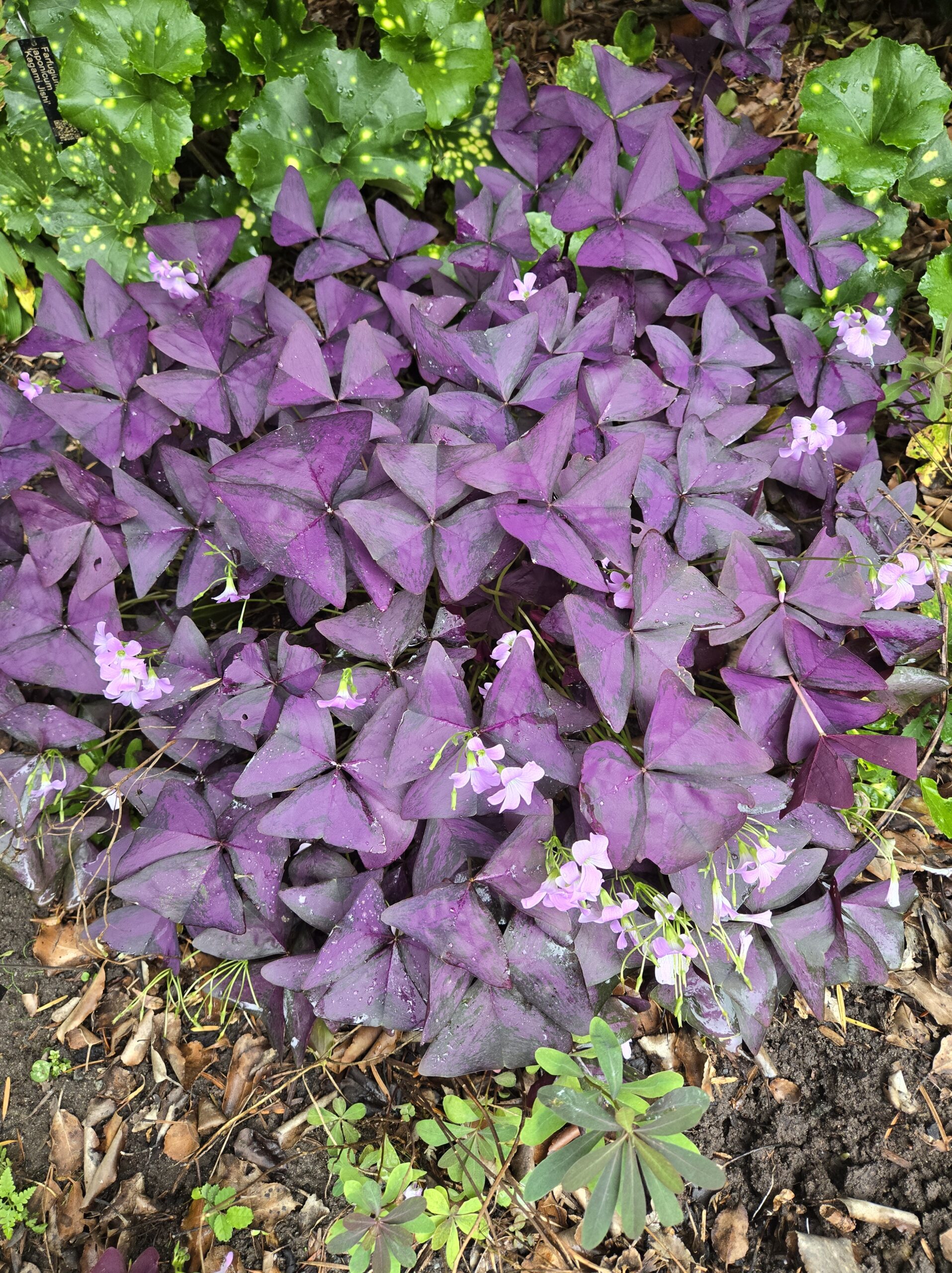 Oxalis triangularis 'Atropurpurea'