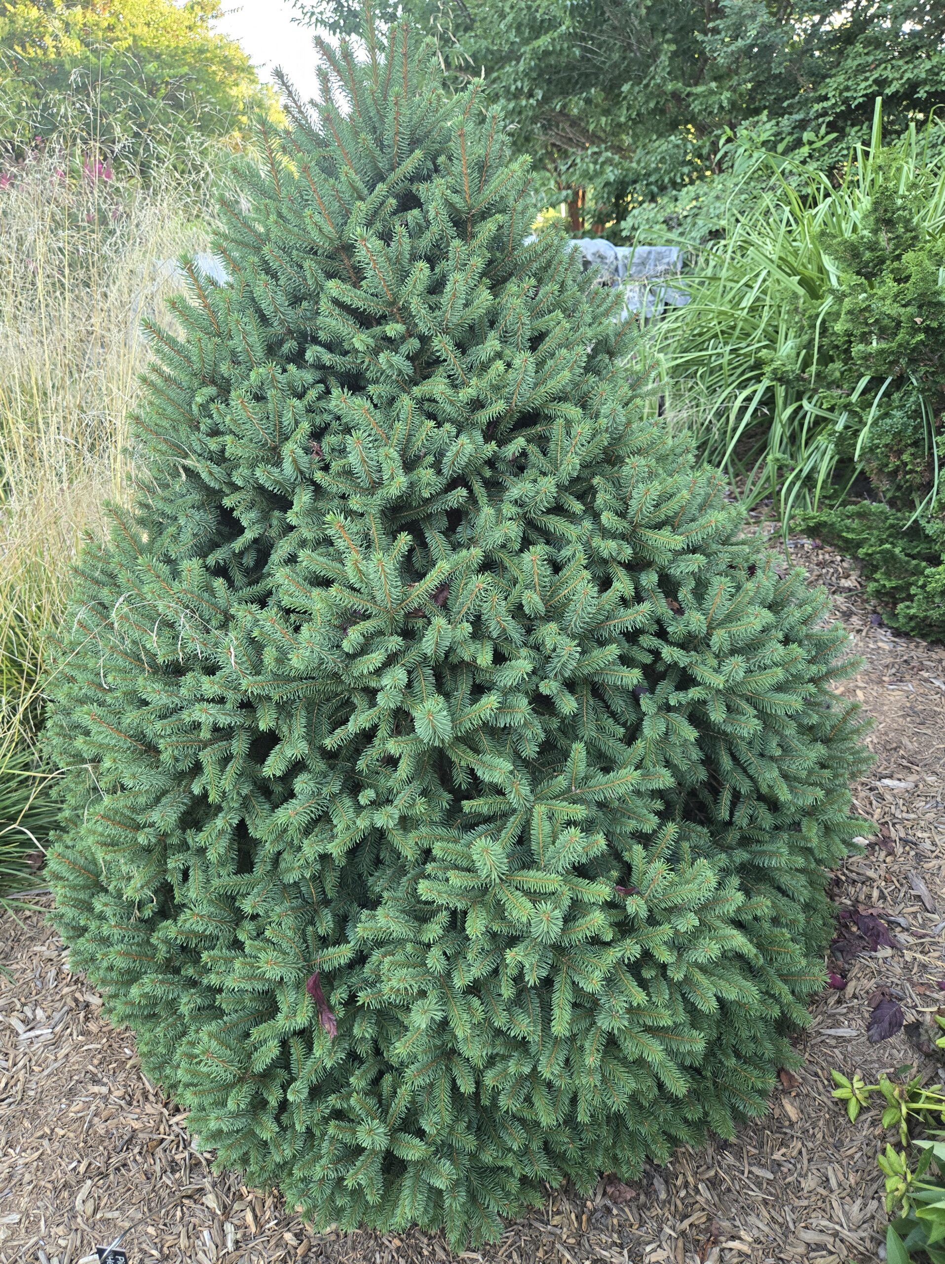 Picea abies 'Hereny'