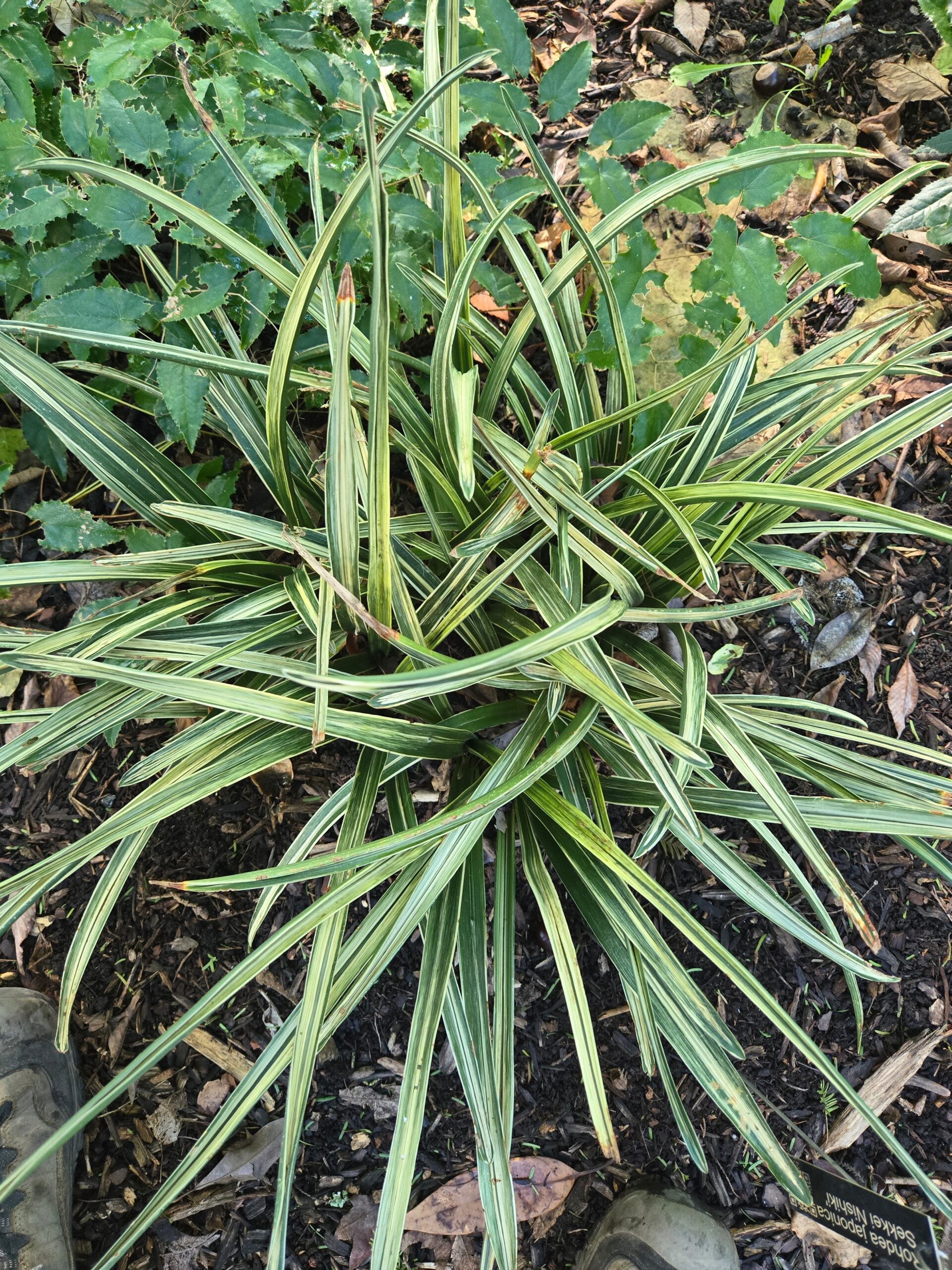 Rohdea 'Sekkei Nishiki'