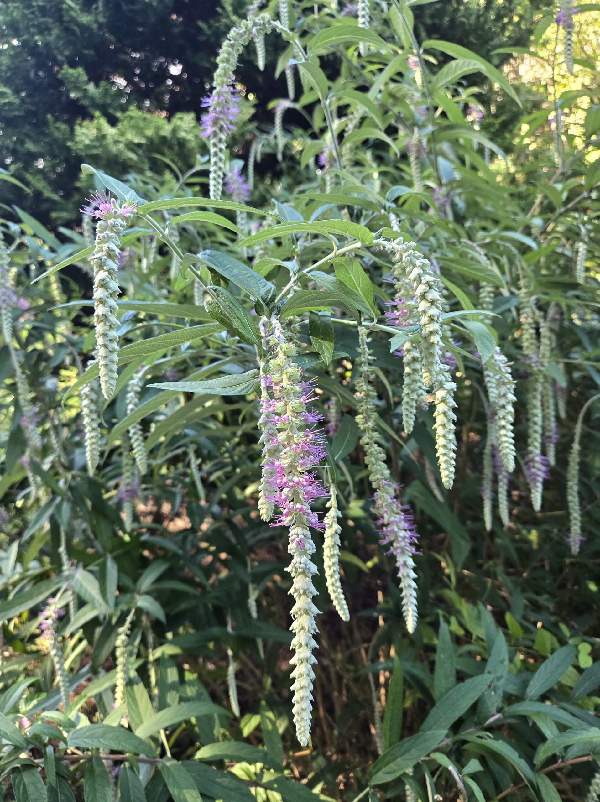 Rostrinucula dependens