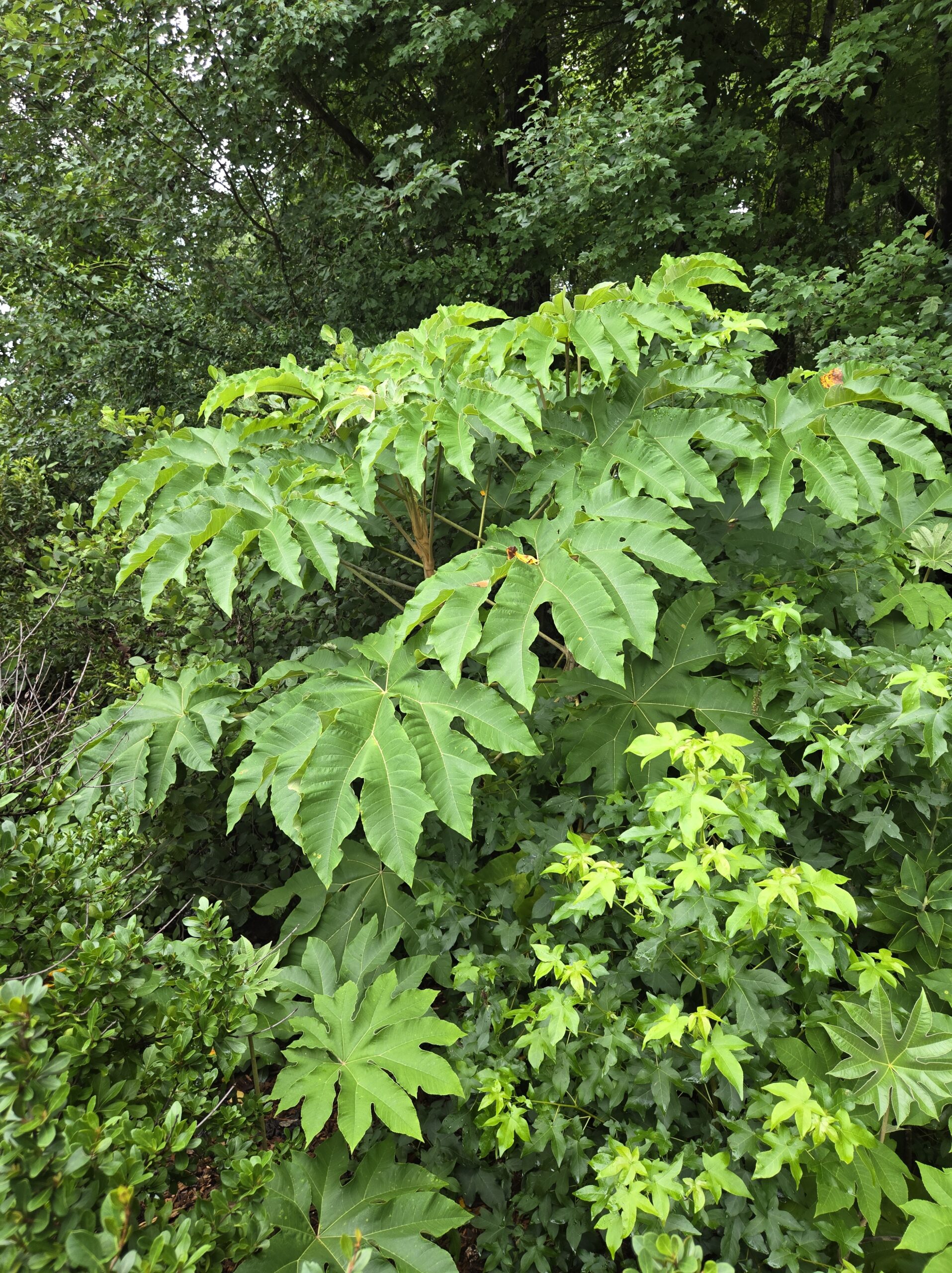 Tetrapanax papyrifer 'Rex'